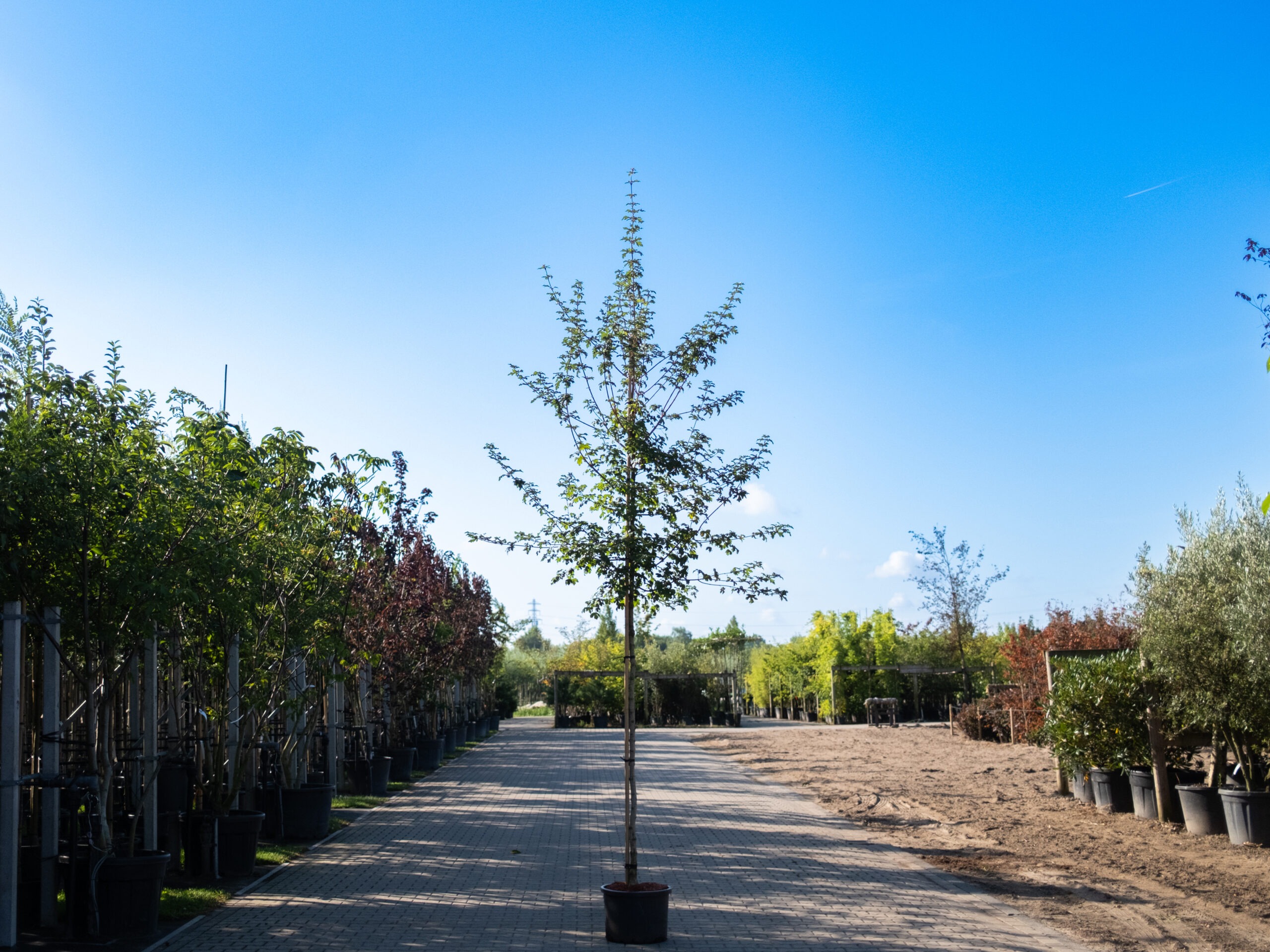 Acer Campestre Elsrijk-1