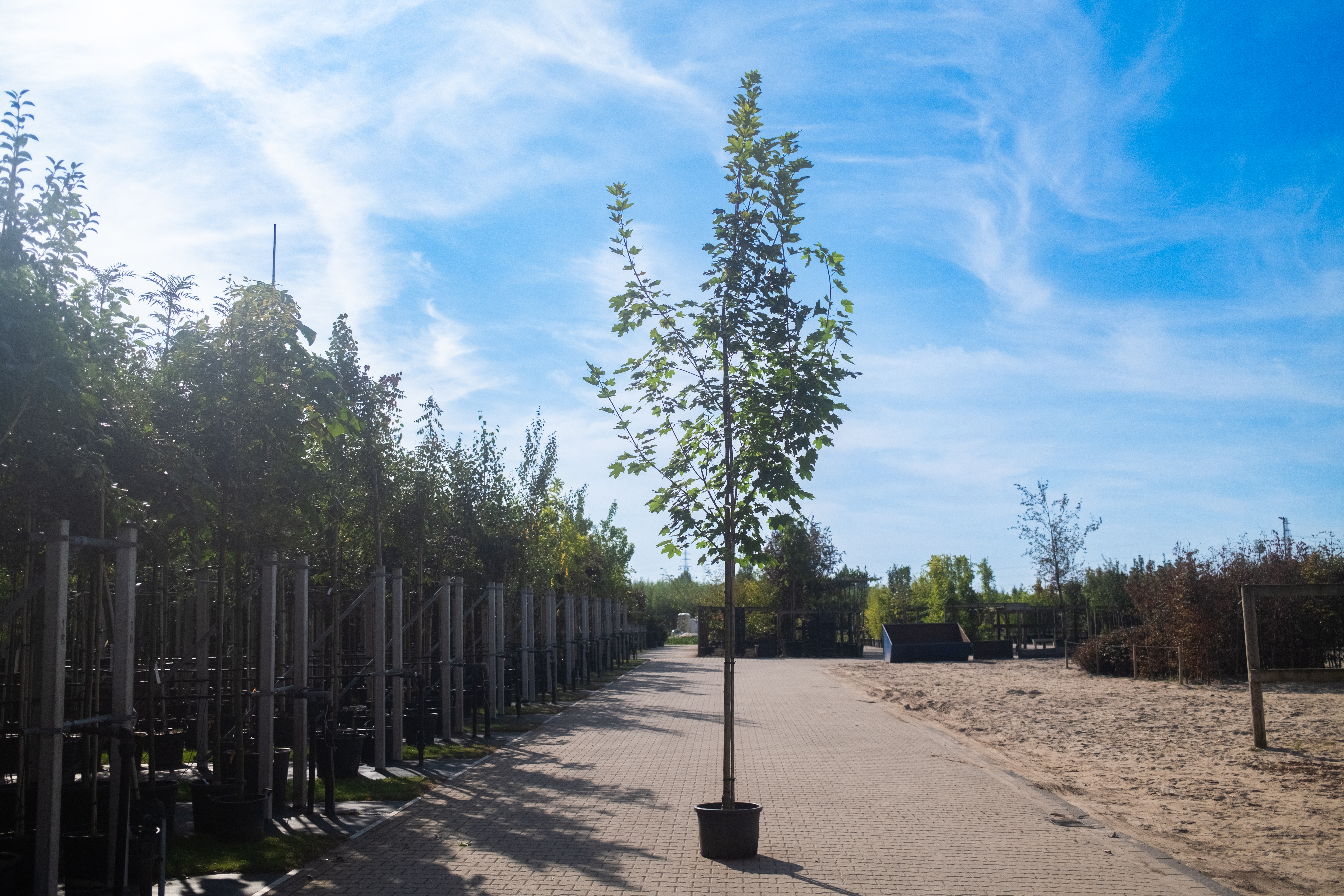 Acer Platanoides Emerald Queen-1