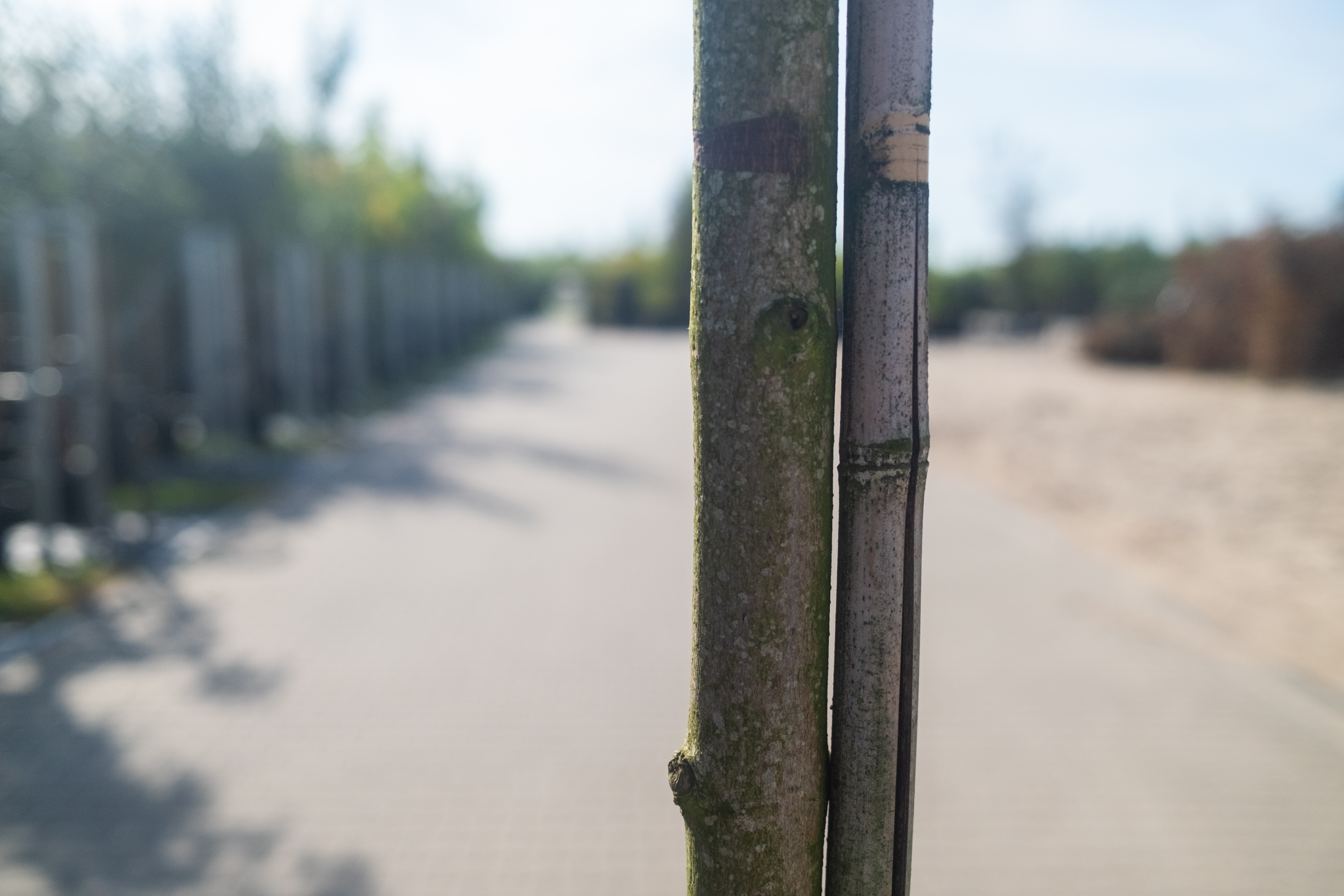 Acer Platanoides Emerald Queen (Noorse Esdoorn) - Afbeelding 6