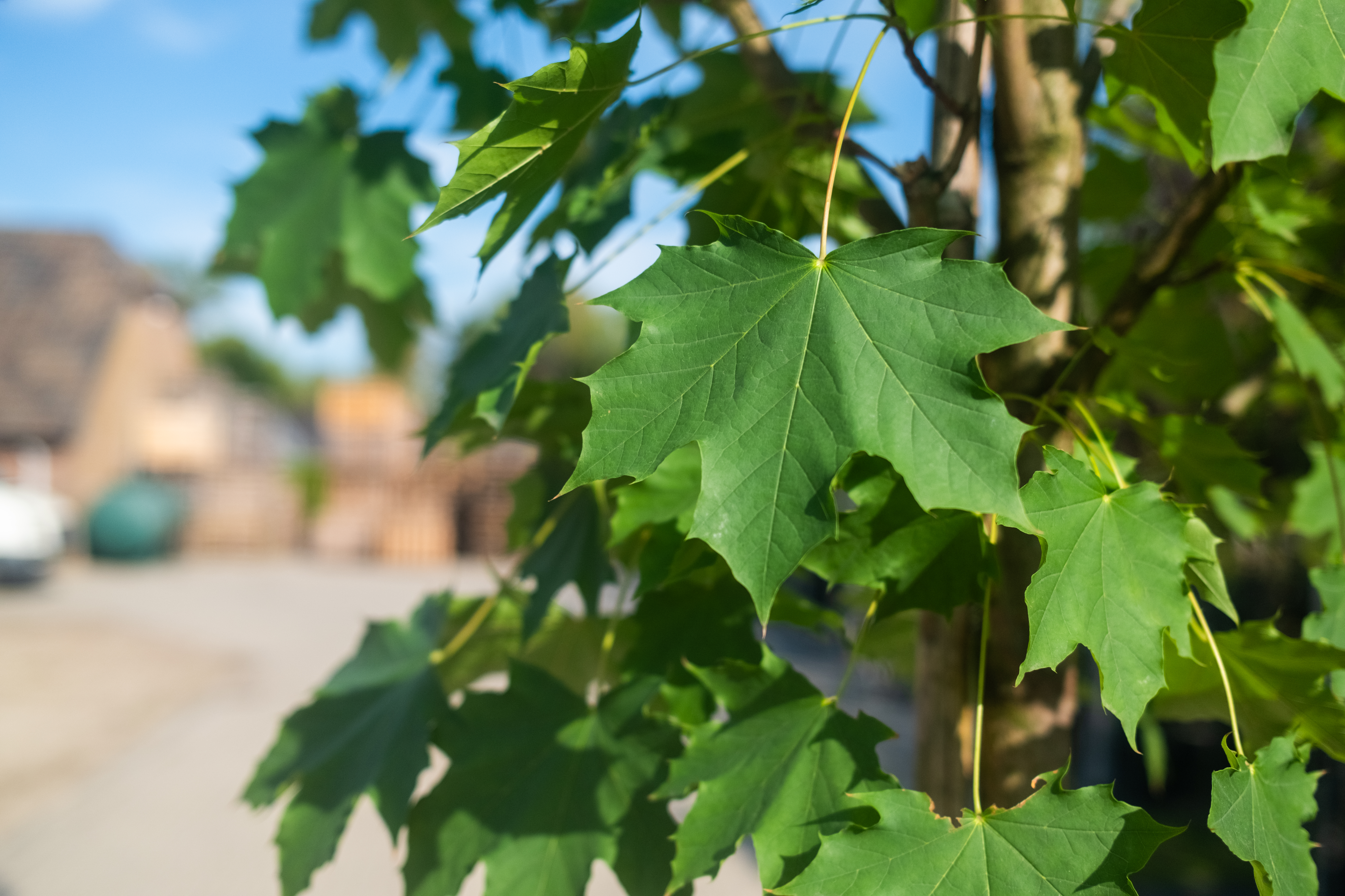 Acer Platanoides Emerald Queen (Noorse Esdoorn) - Afbeelding 4