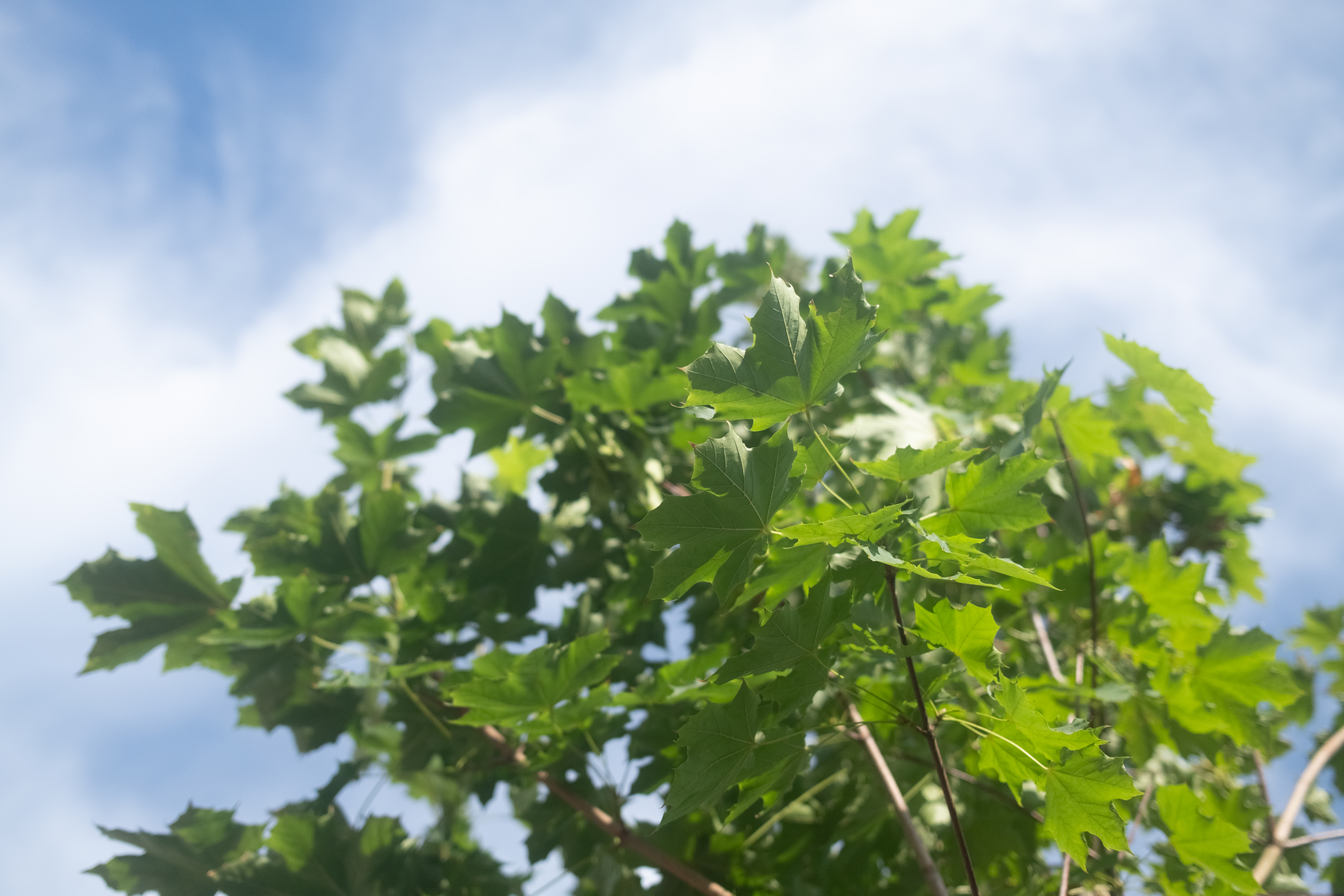 Acer Platanoides Emerald Queen (Noorse Esdoorn) - Afbeelding 5