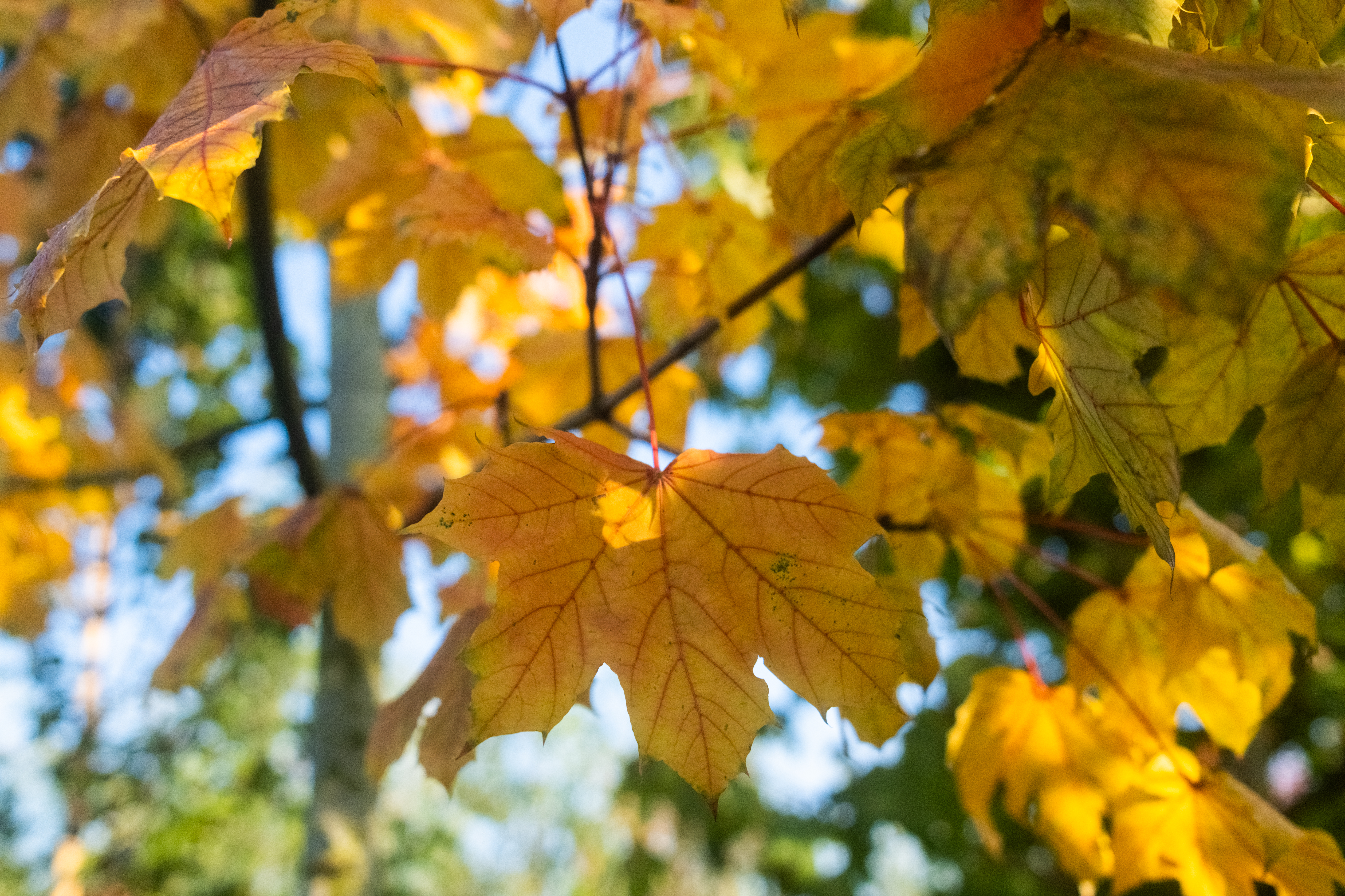Acer Platanoides Emerald Queen – 6 okt – 3