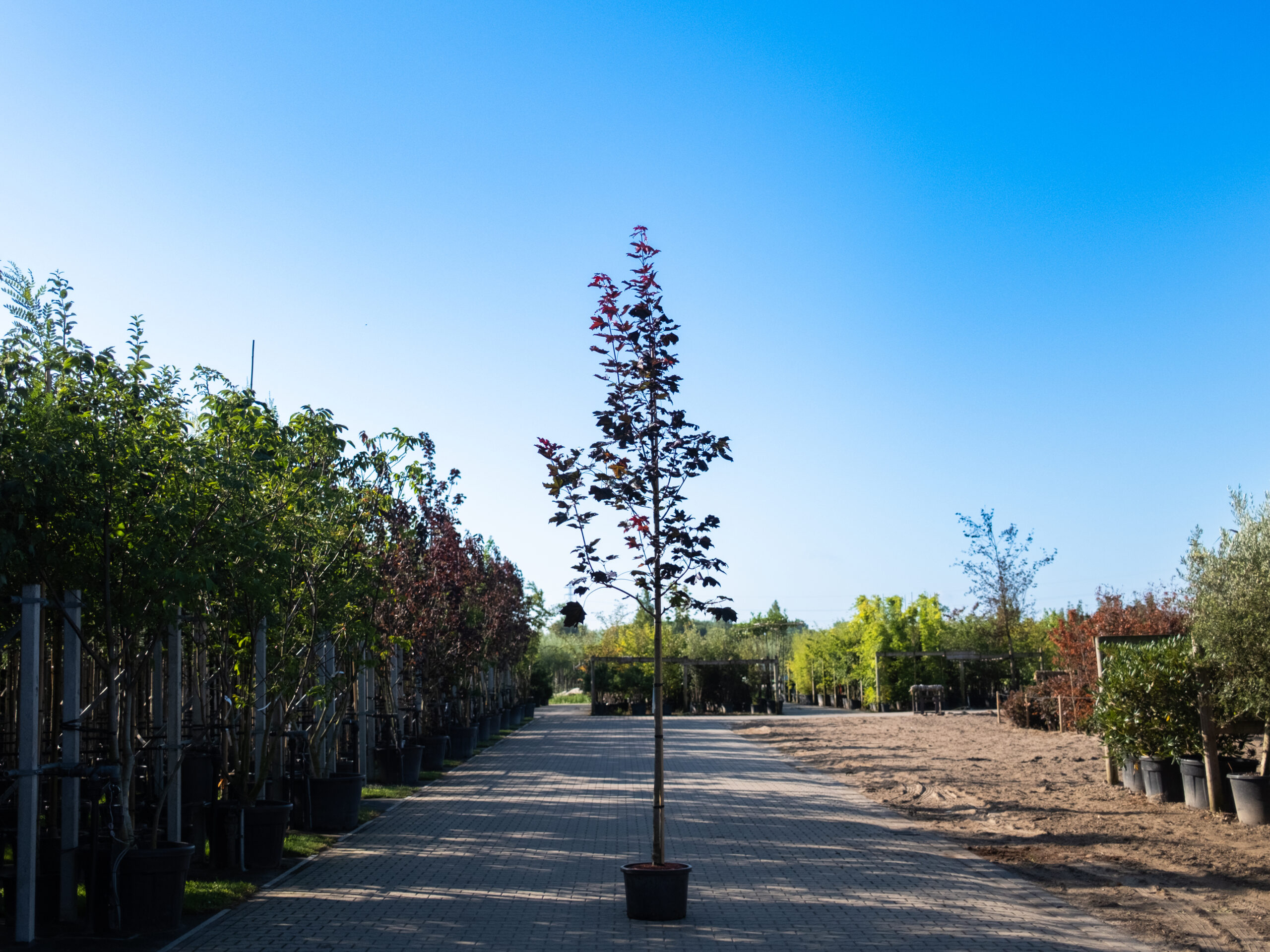 Acer Platanoides Royal Red-1