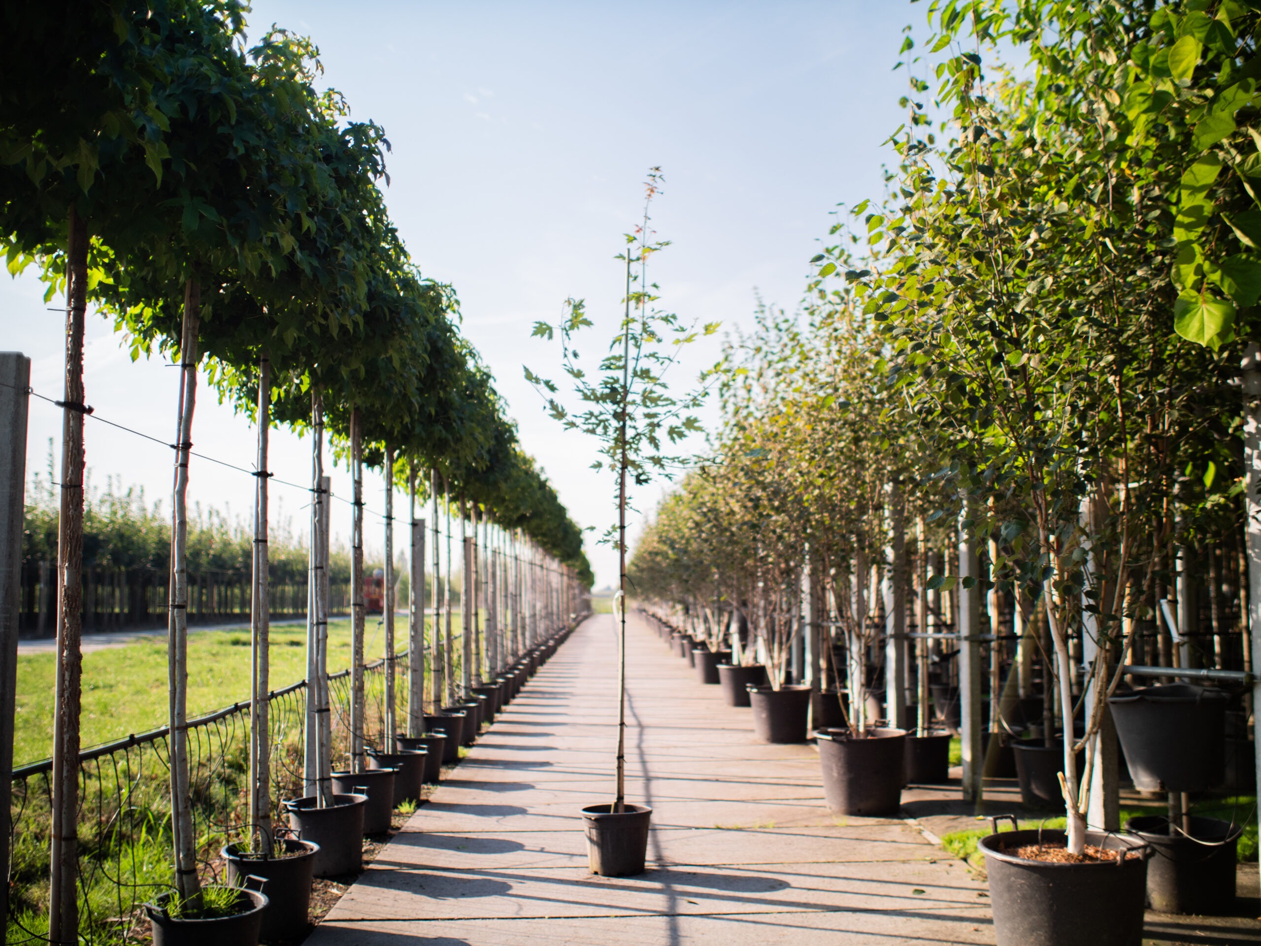 Acer Rubrum Zomertijd