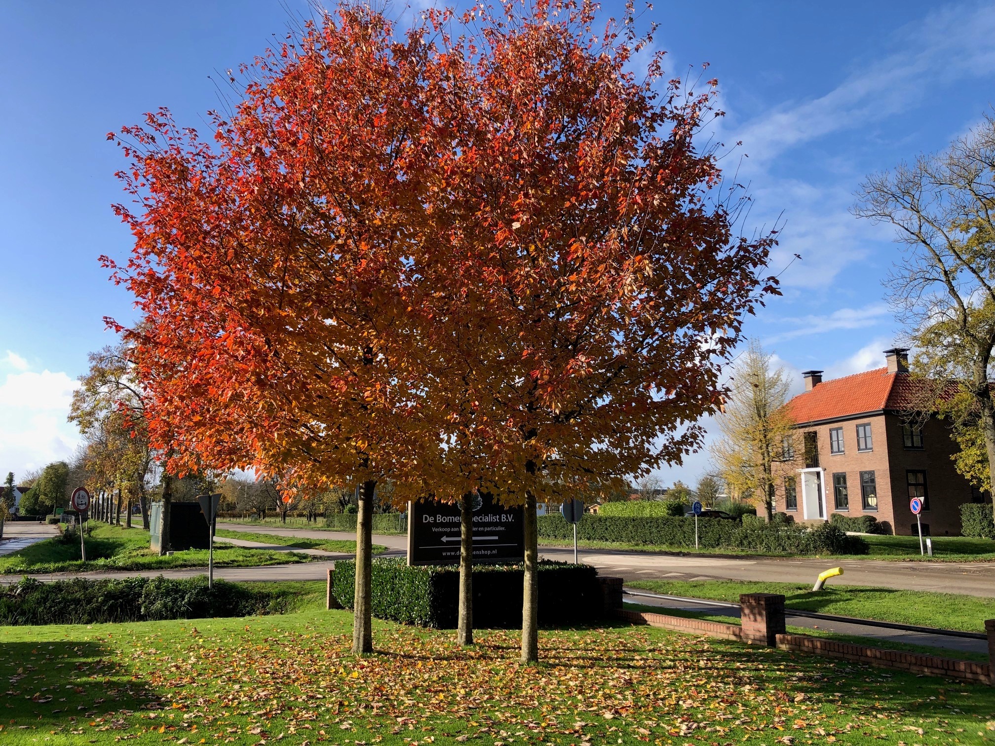 Acer Rubrum voortuin