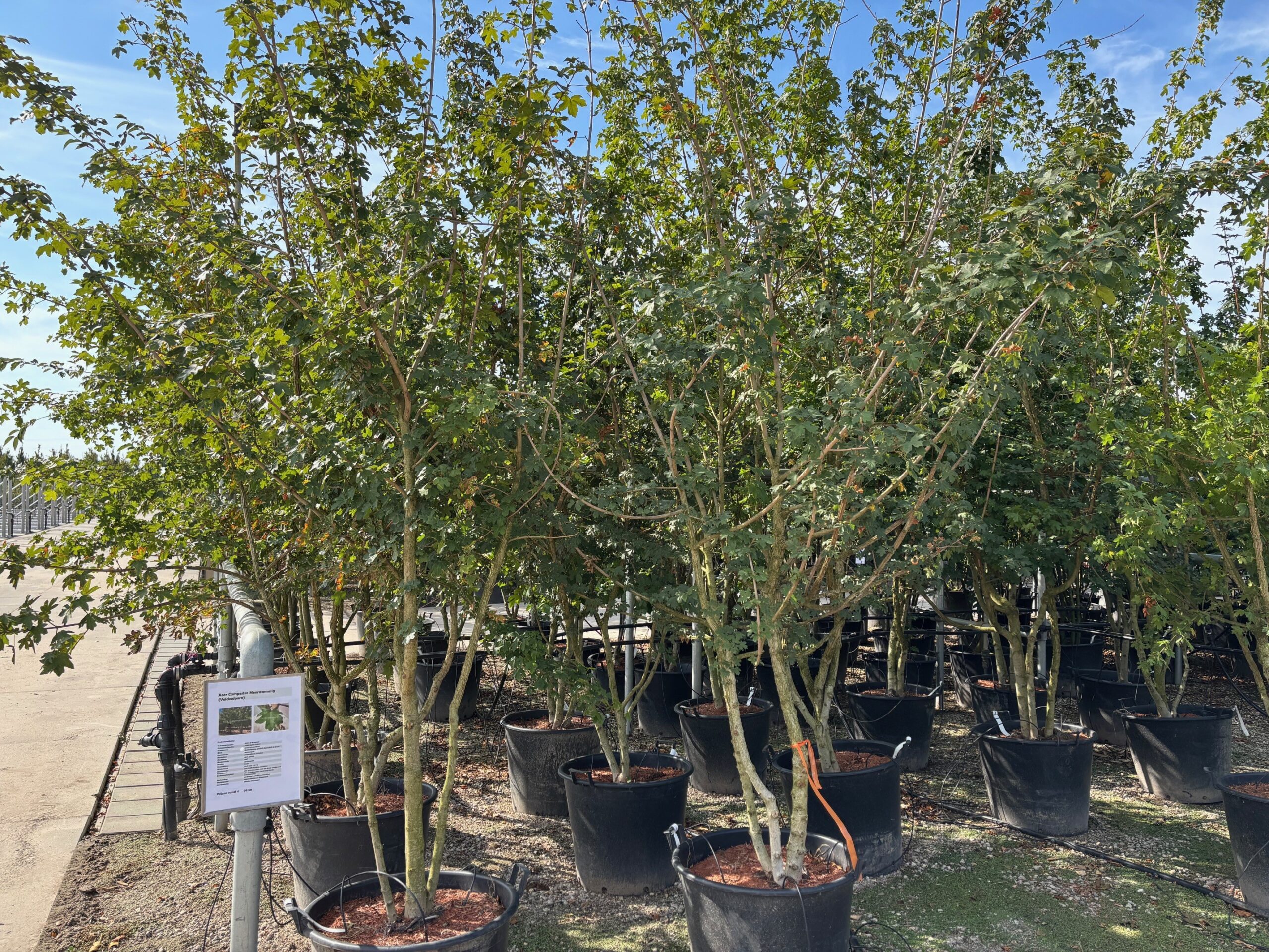 Acer campestre meerstammig potgekweekt meerstam