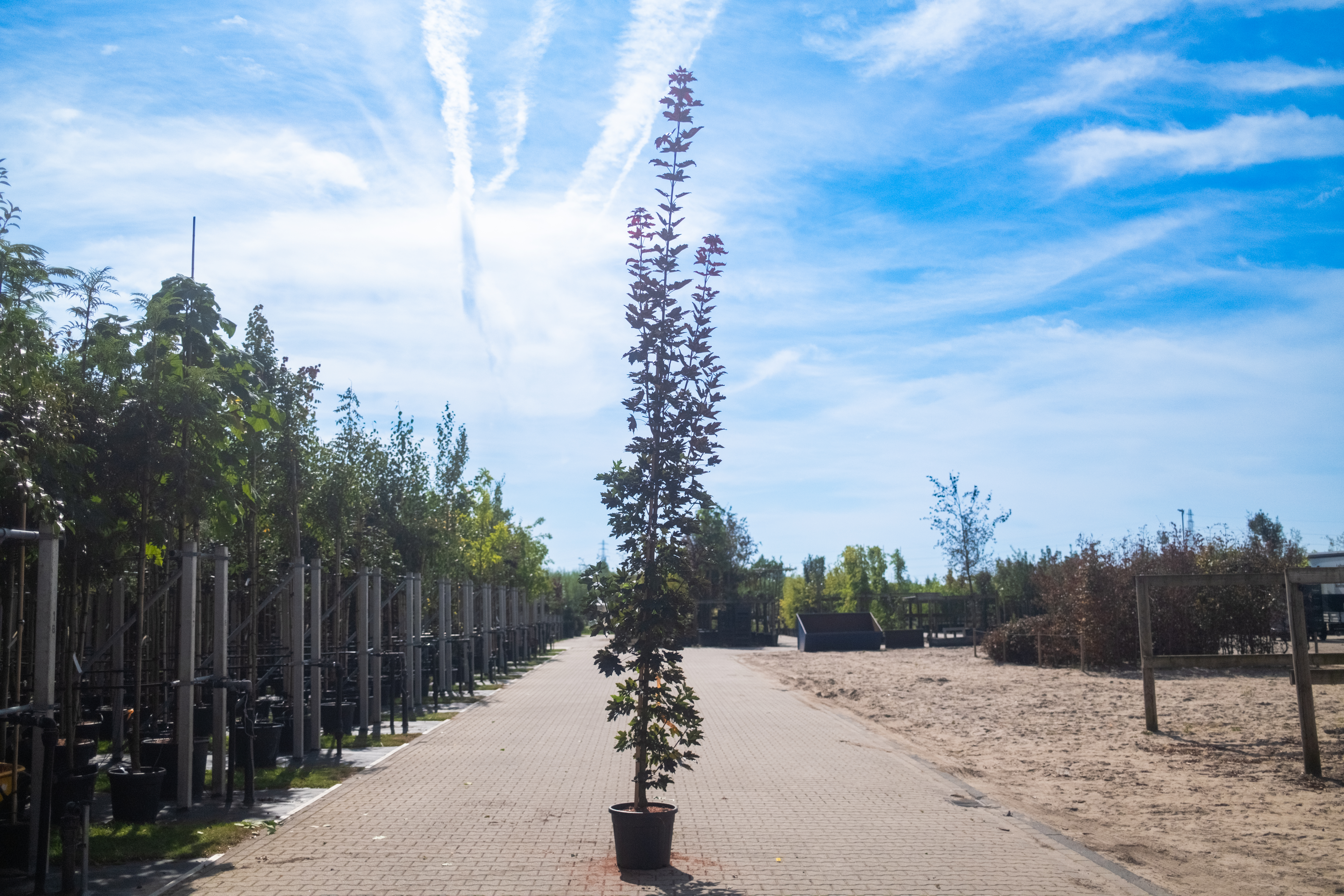 Acer crimson sentry zomertijd