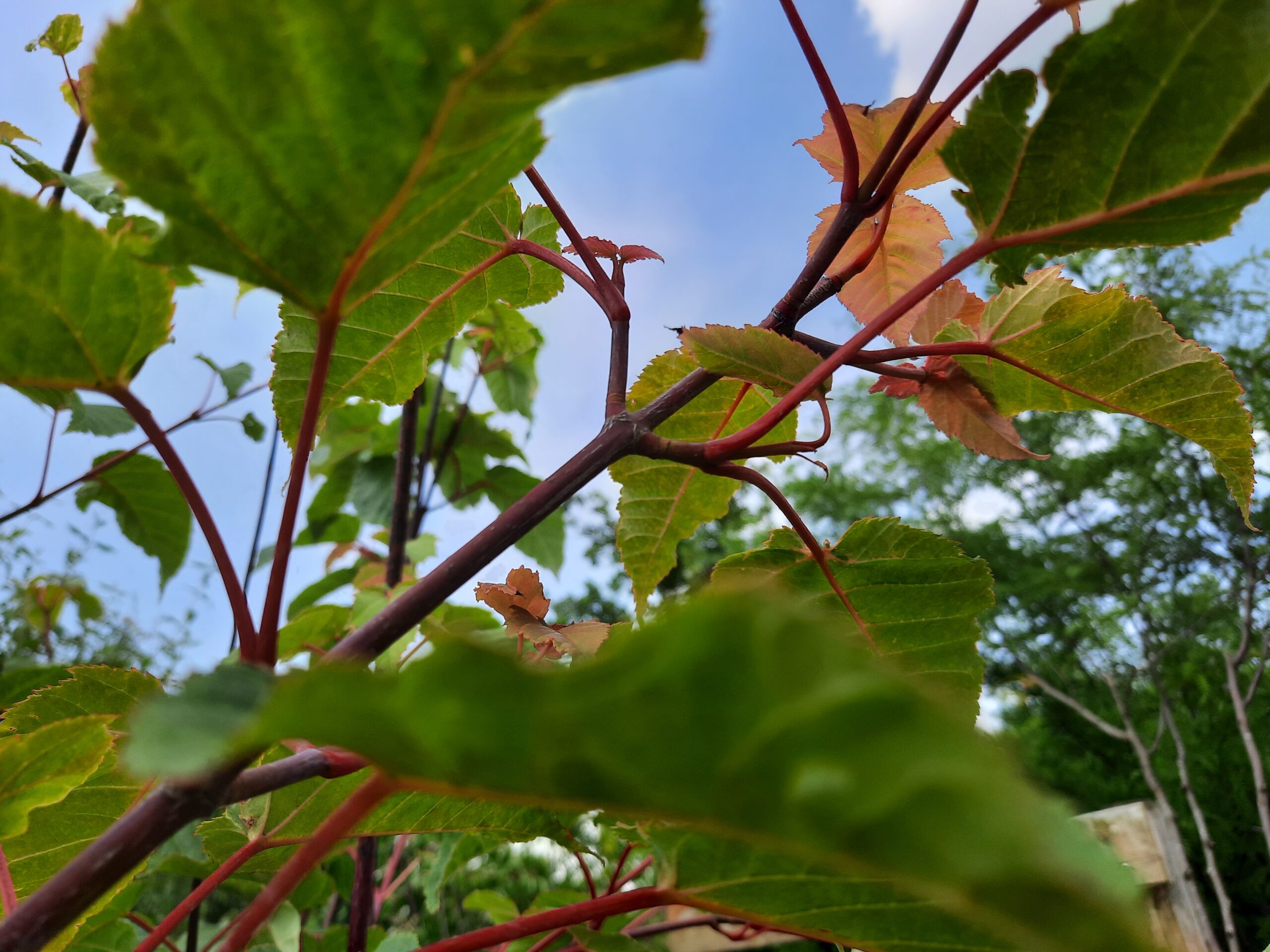 Acer davidii meerstam i4