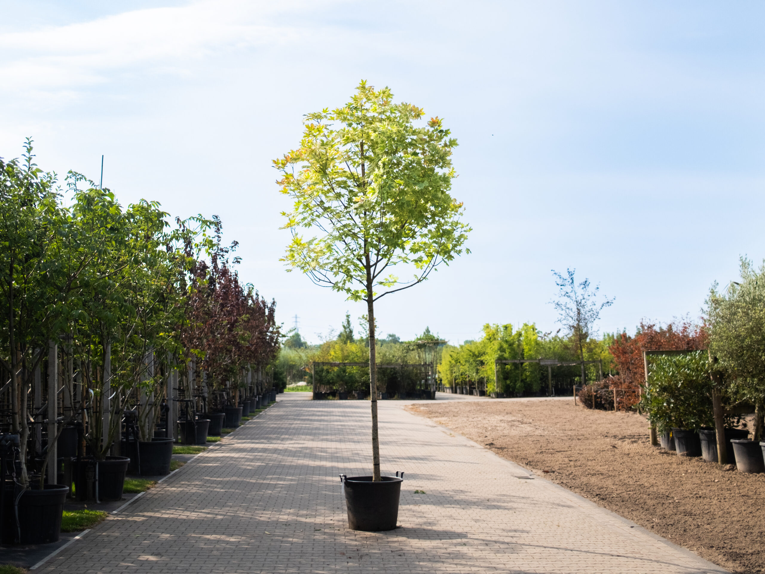 Acer drummondii zomertijd