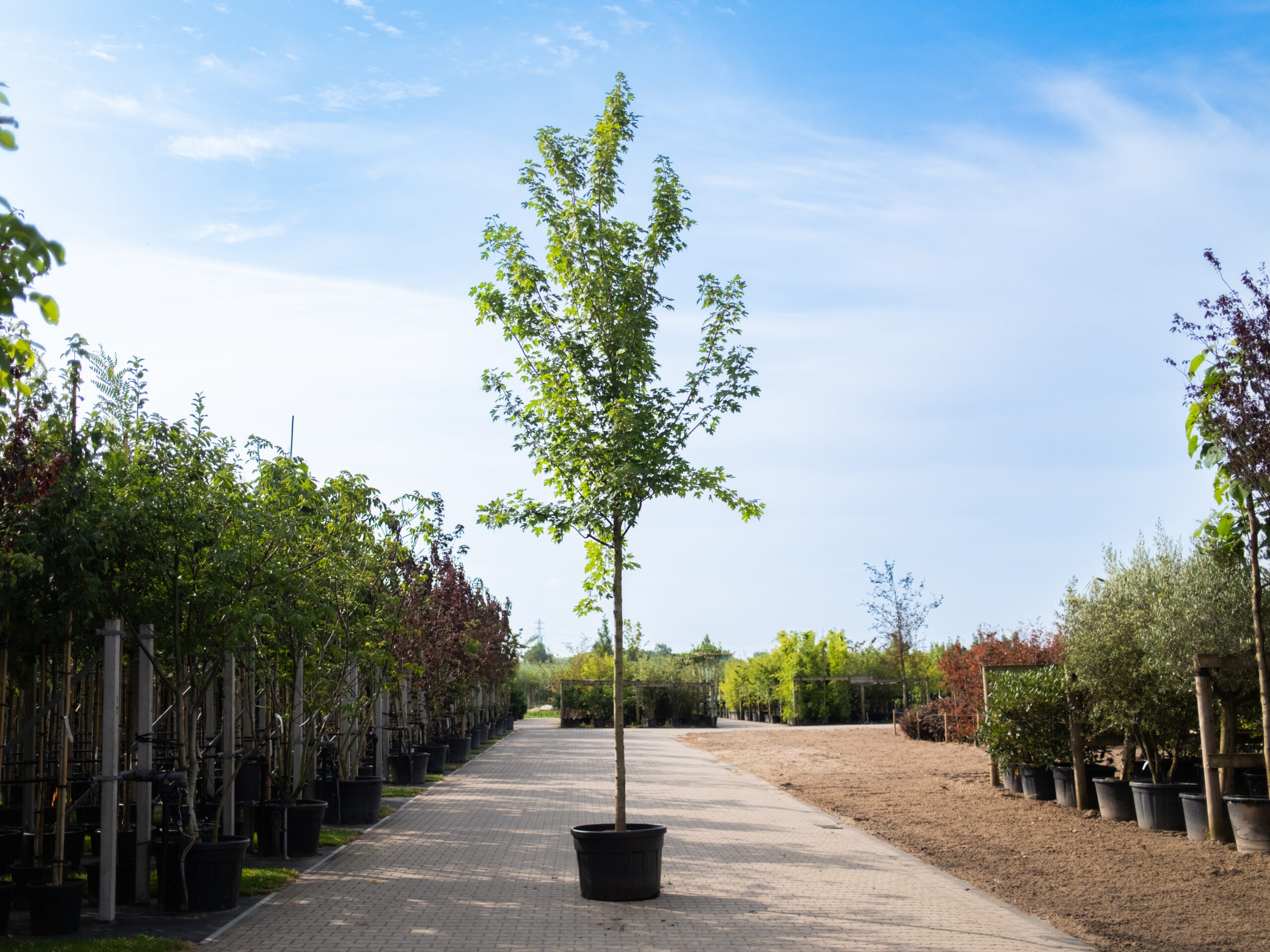 Acer rubrum Red Sunset Hoogstam Zomertijd