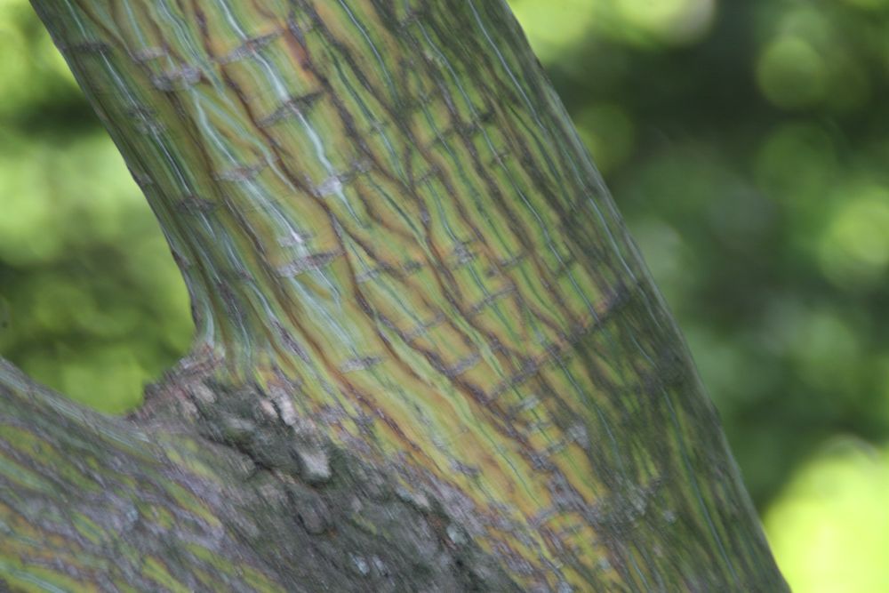 Acer_davidii_Serpentine_0zz