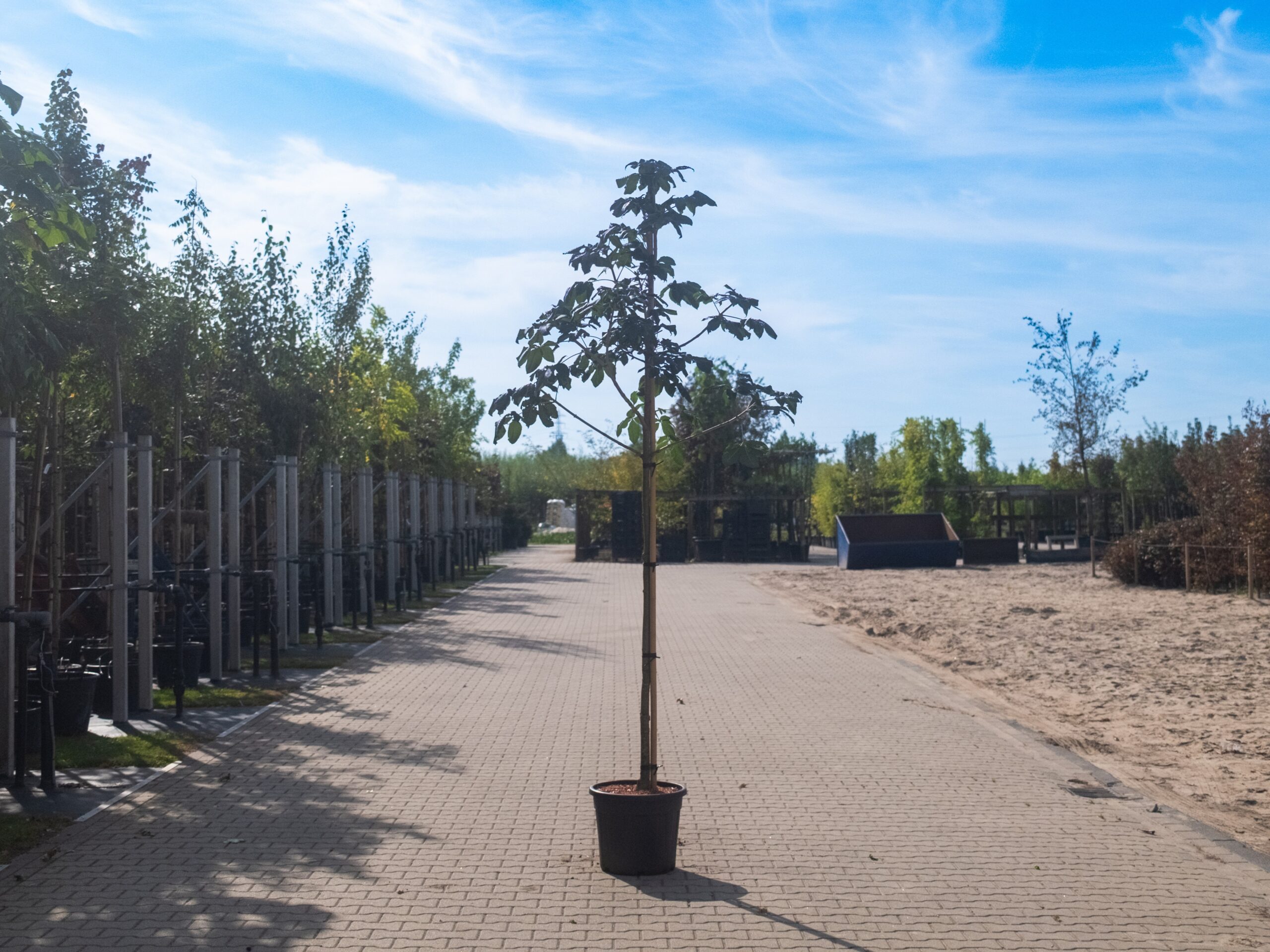 Aesculus carnea Briotii 1 zomertijd