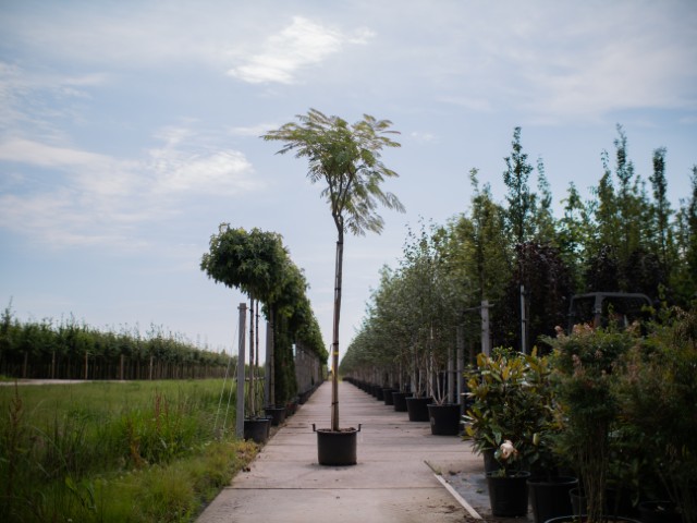 Albizia julibrissin hoogstam 1 (Klein)