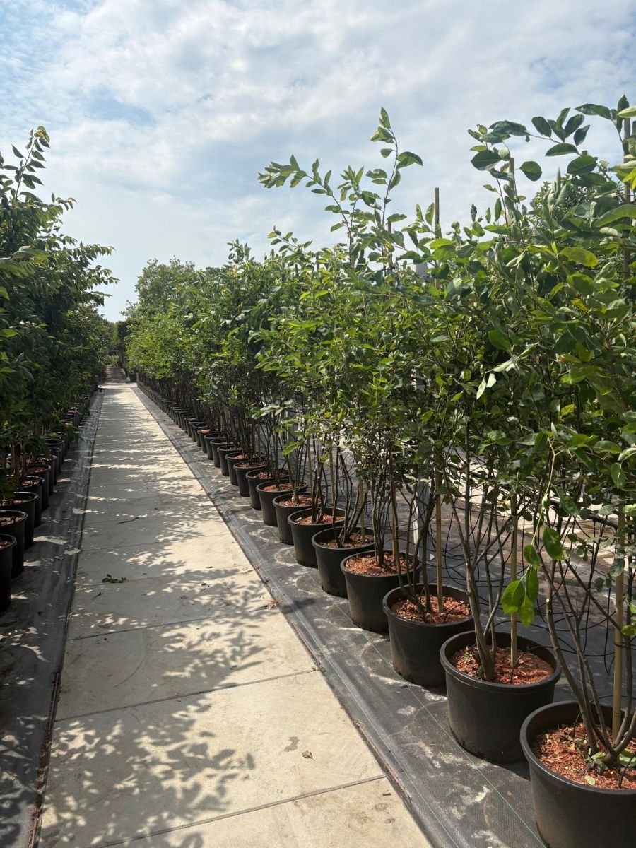 Amelanchier Lamarckii Meerstammig (Krentenboom) - Afbeelding 3