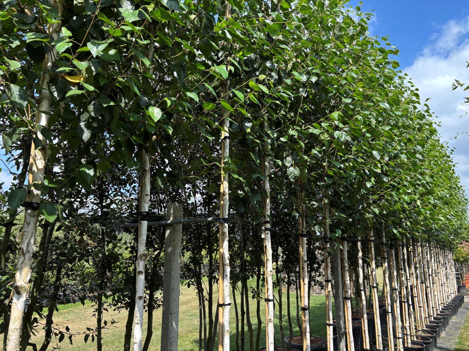 Betula Pendula Doorenbos Boom terrein juli