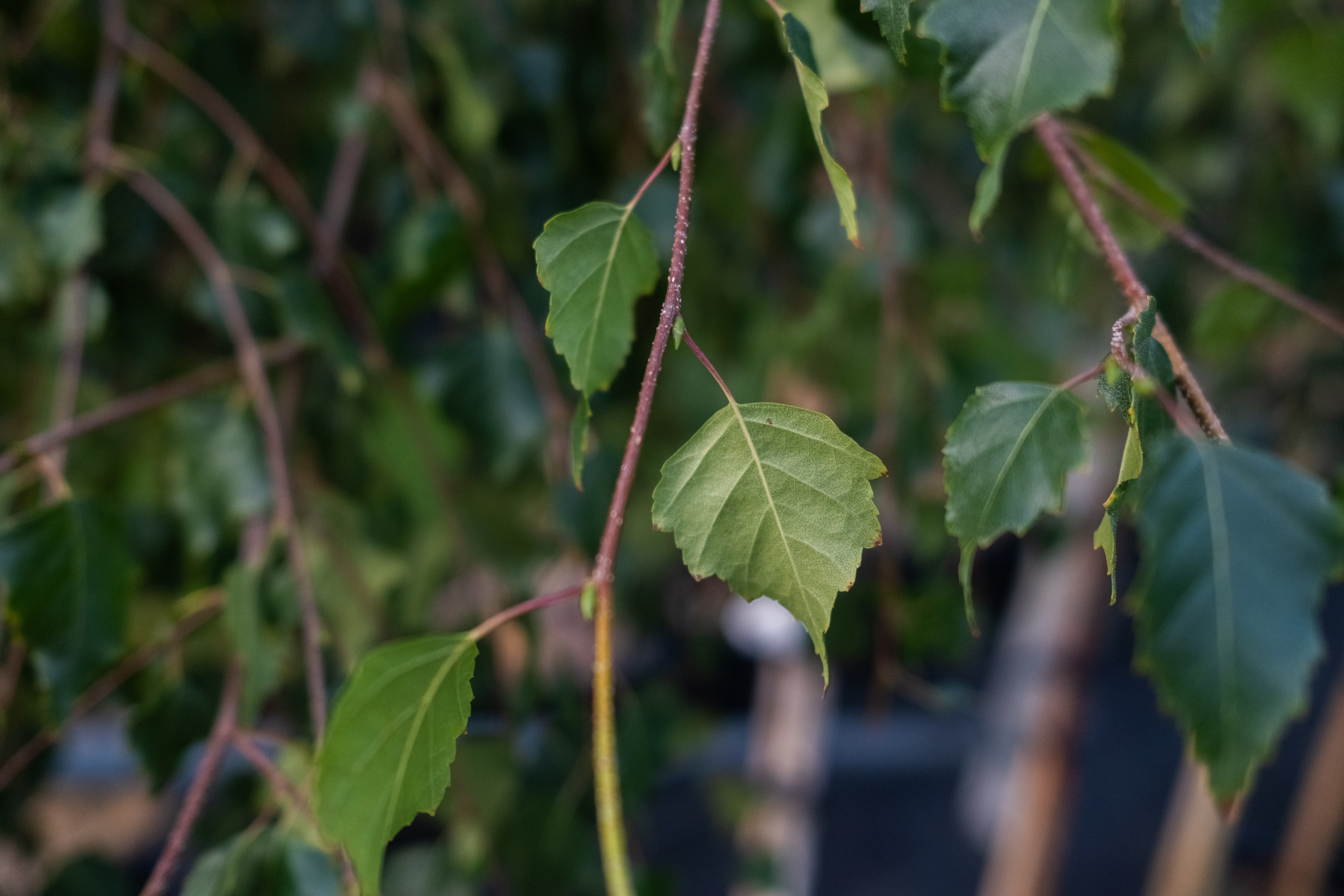 Betula Pendula Tristis (Treurberk) - Afbeelding 6