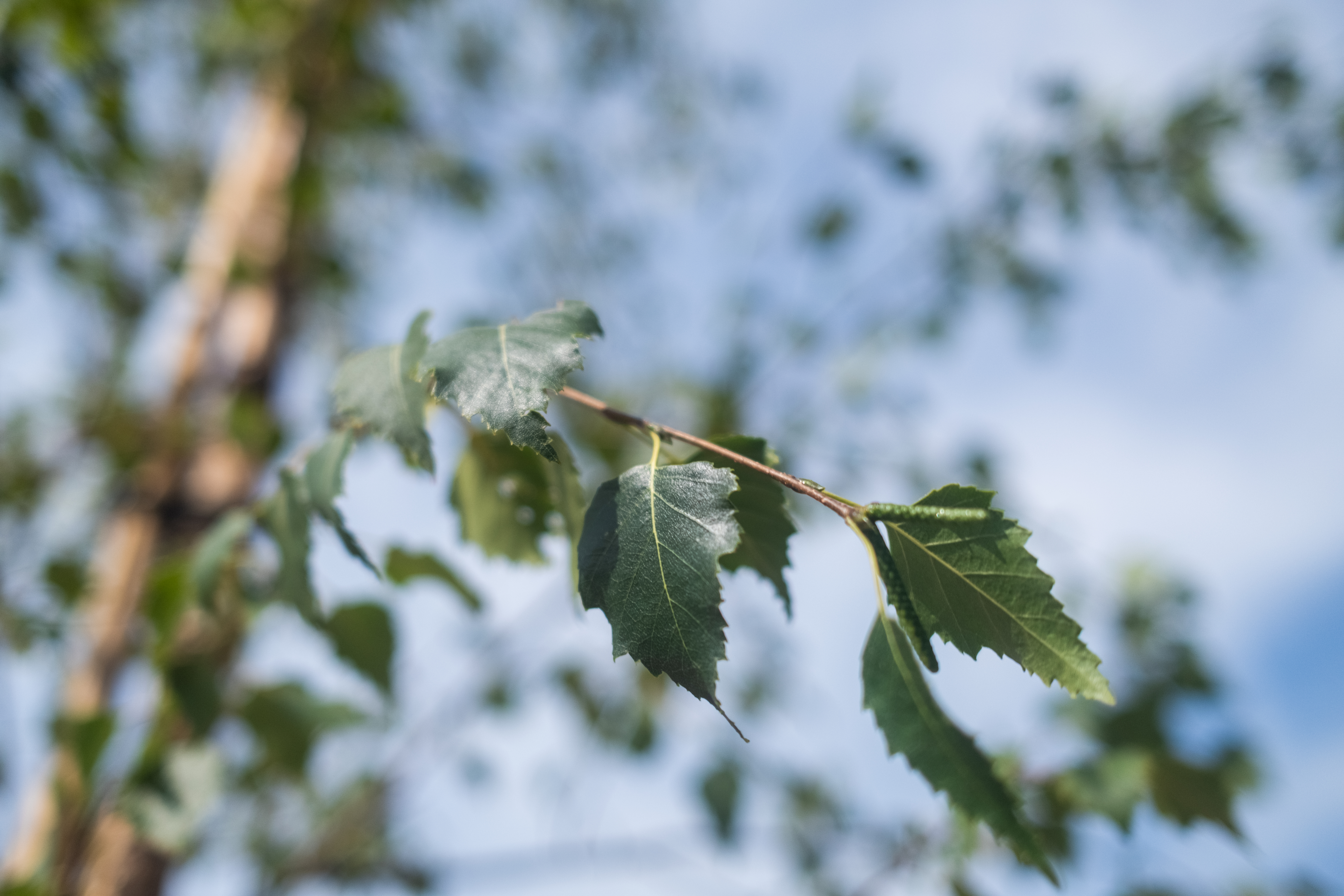 Betula Pendula Tristis (Treurberk) - Afbeelding 8