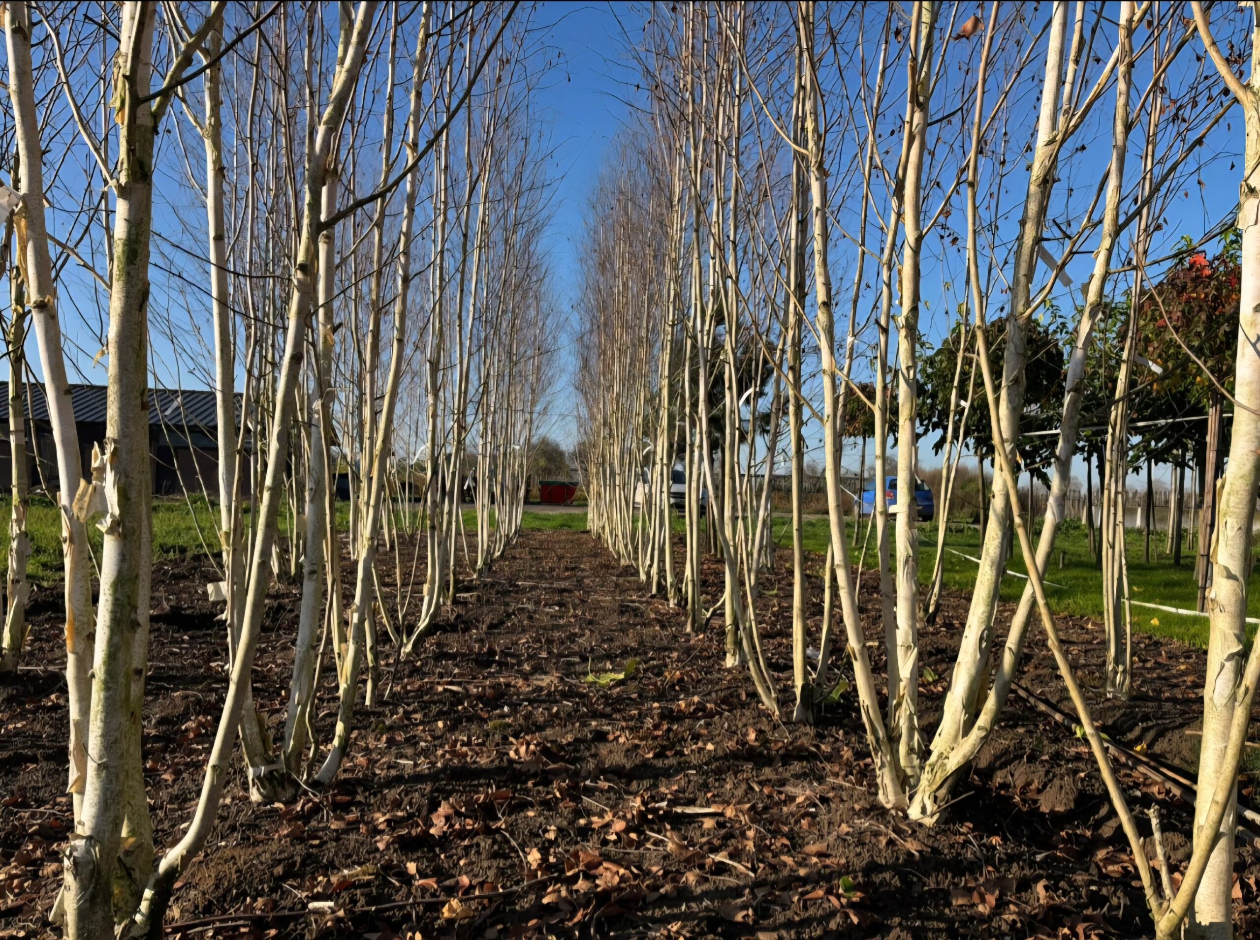 Betula Utilis Doorenbos himalayaberk meerstammig kwekerij herfst mooi