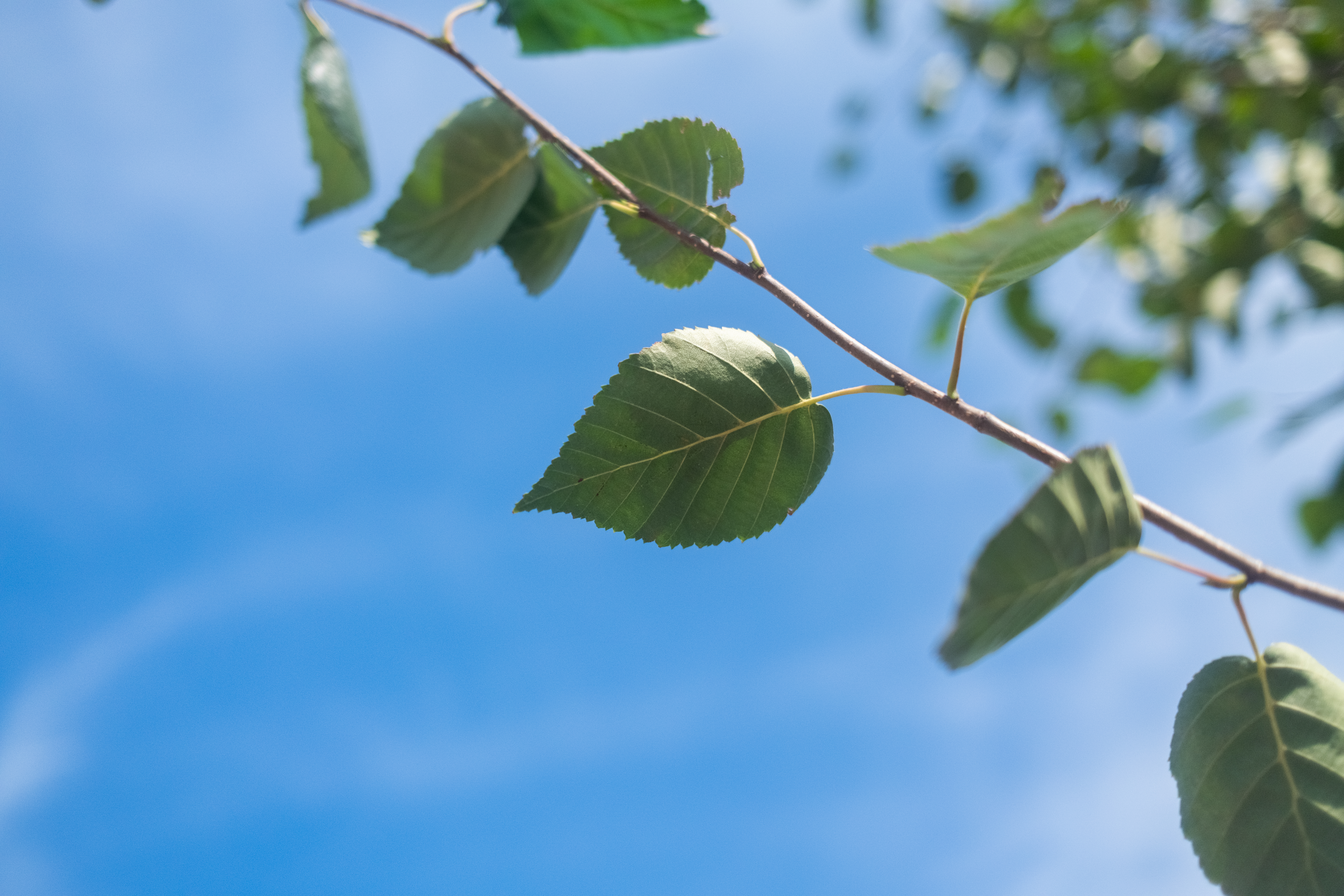Betula Utilis Doorenbos Meerstammig (Witte Berk) - Afbeelding 9
