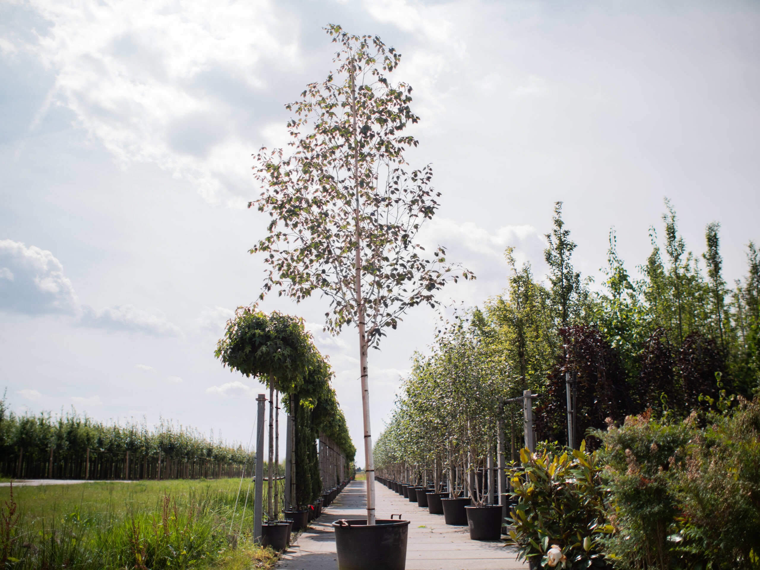 Betula pendula Doorenbos boom 1