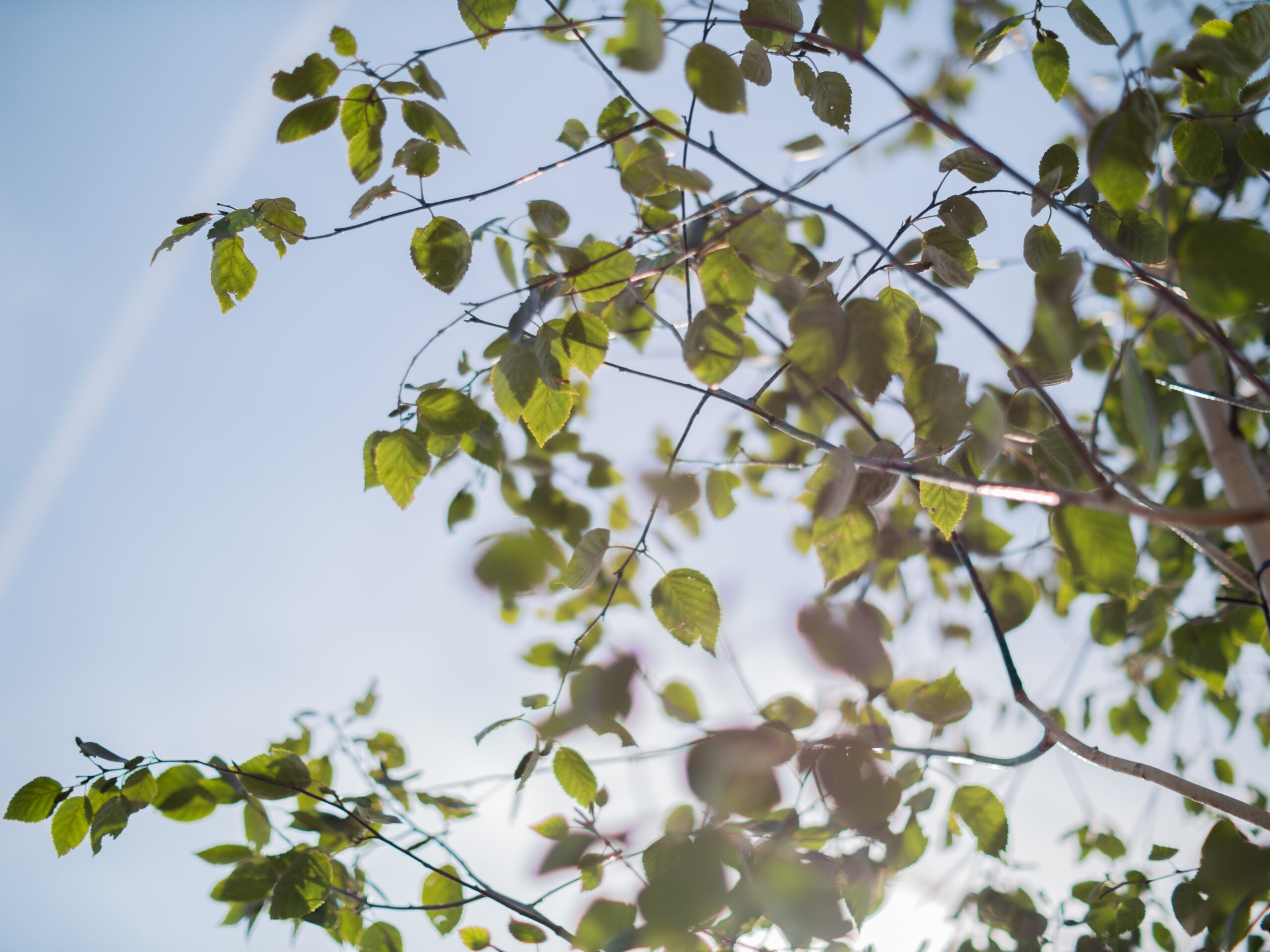 Betula Utilis Doorenbos Meerstammig (Witte Berk) - Afbeelding 8