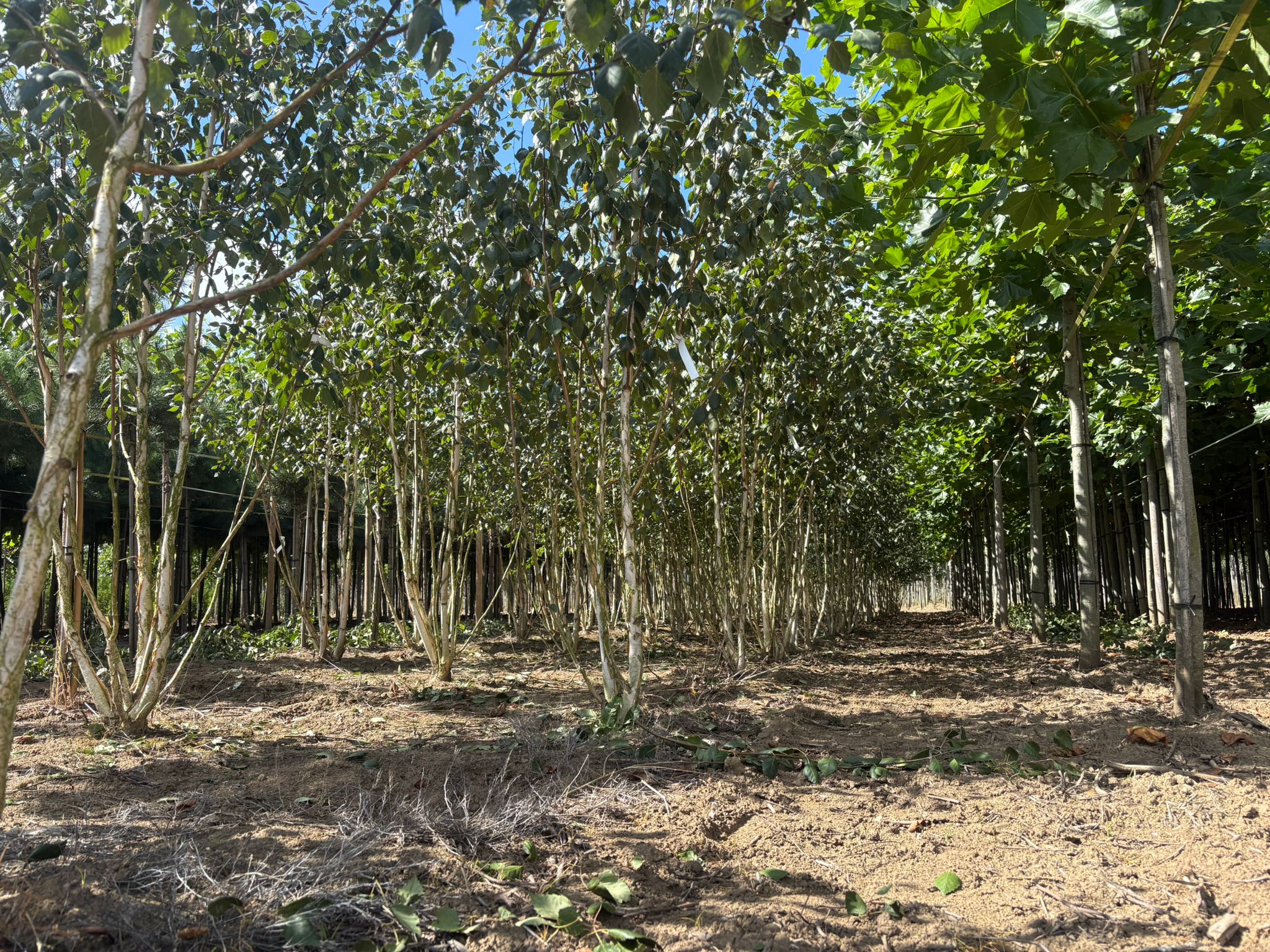 Betula Doorenbos meerstammig kwekerij zware formaten