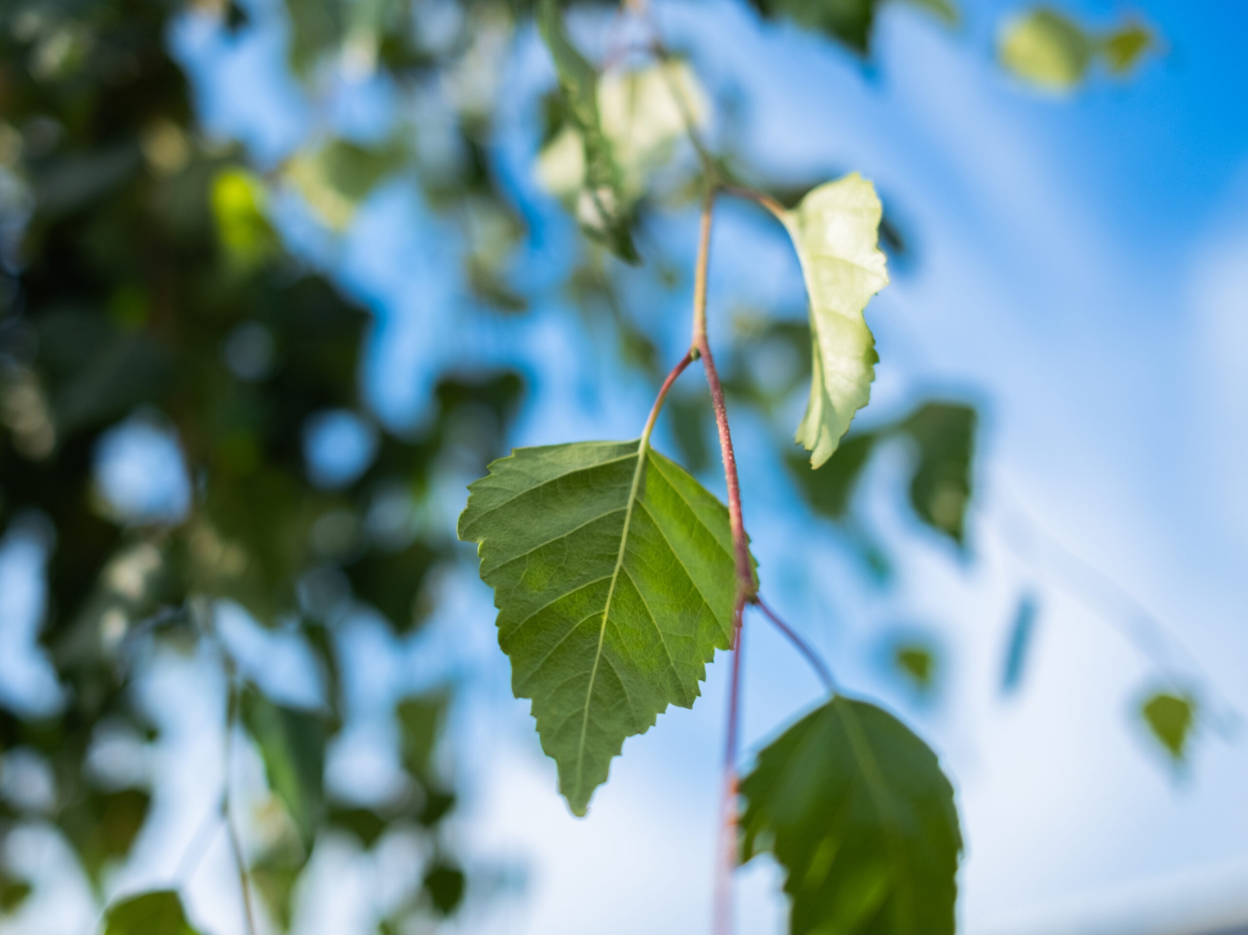Betula Pendula Tristis (Treurberk) - Afbeelding 7