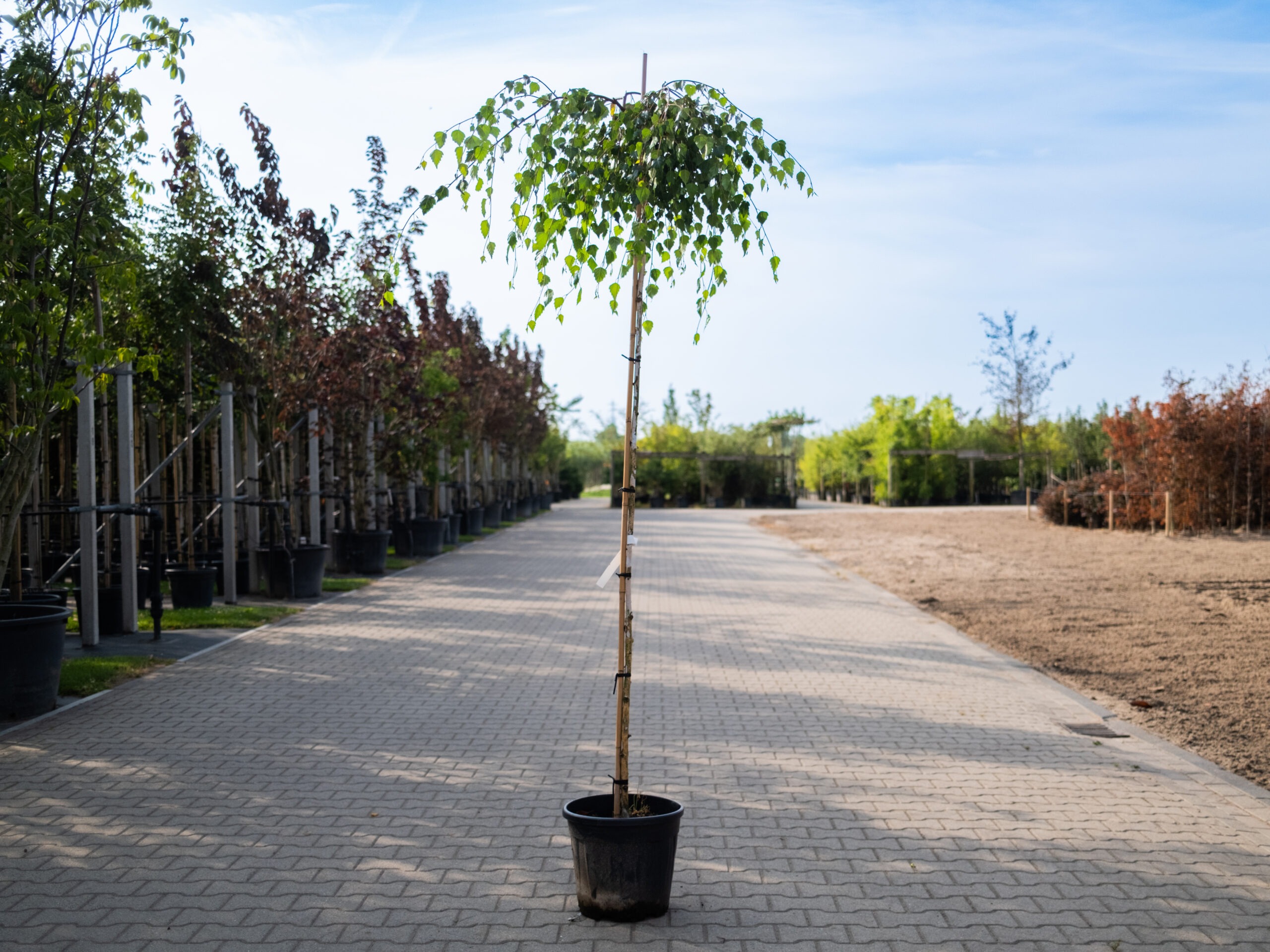 Betula pendula Youngii op stam zomertijd