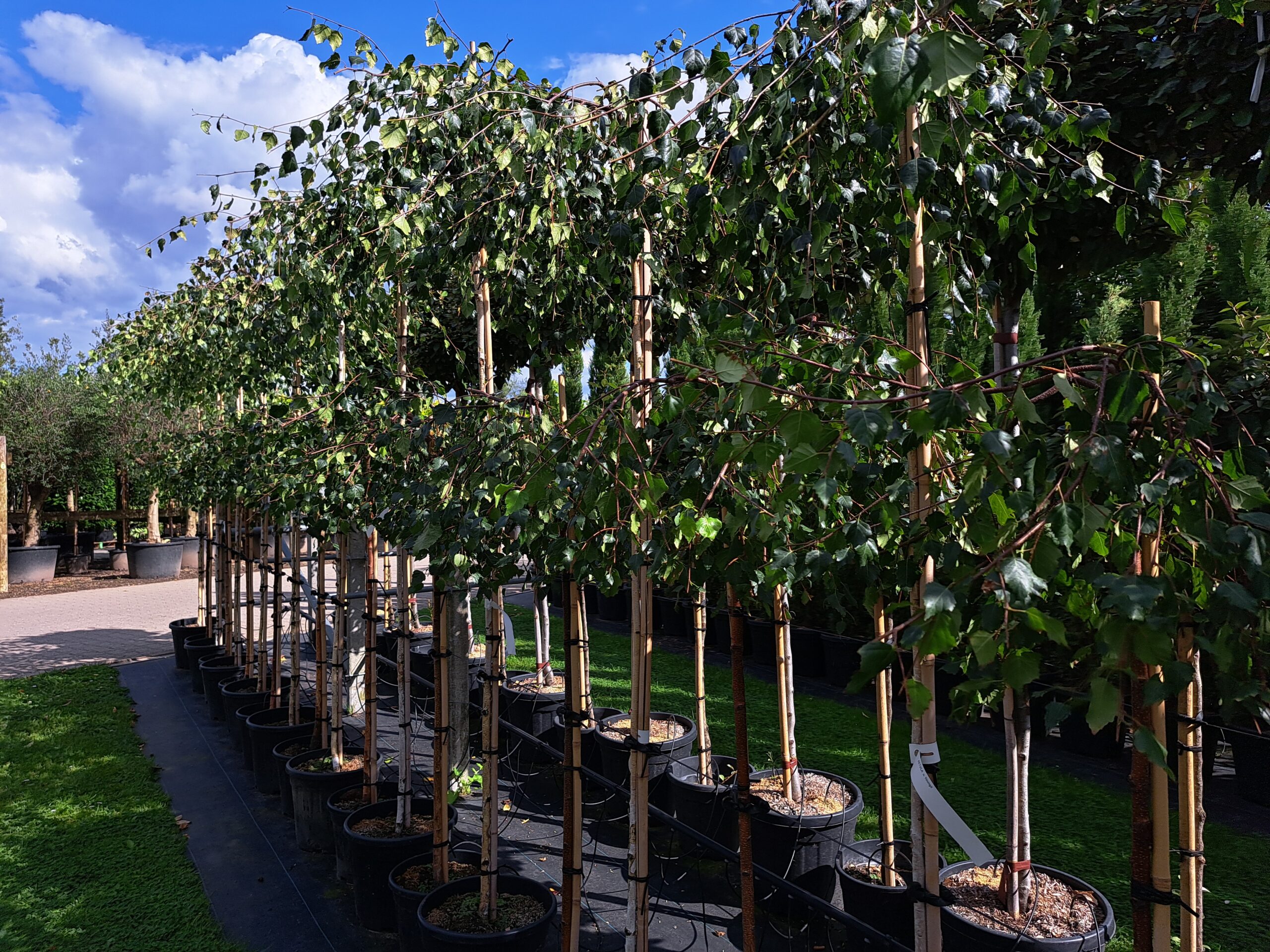 Betula pendula youngii prieelberk hoogstam en halfstam