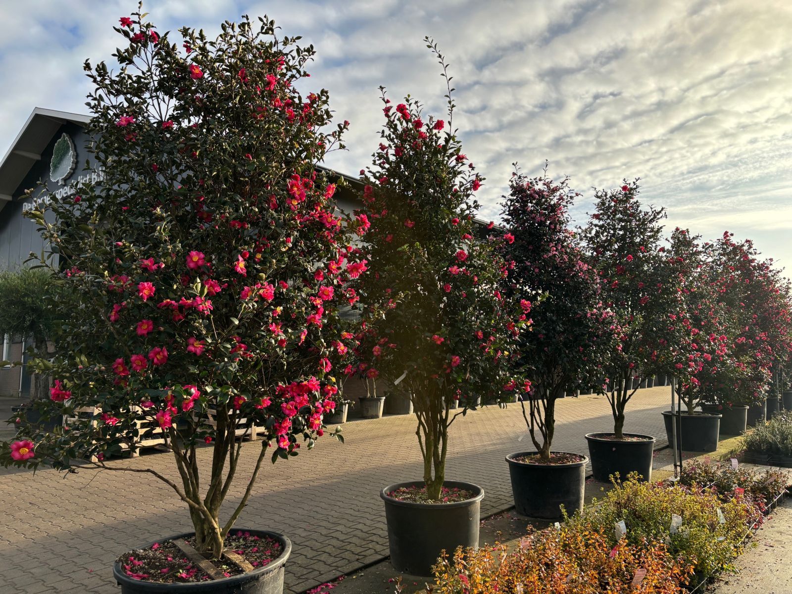 Camellia Japonica meerstammig nazomer