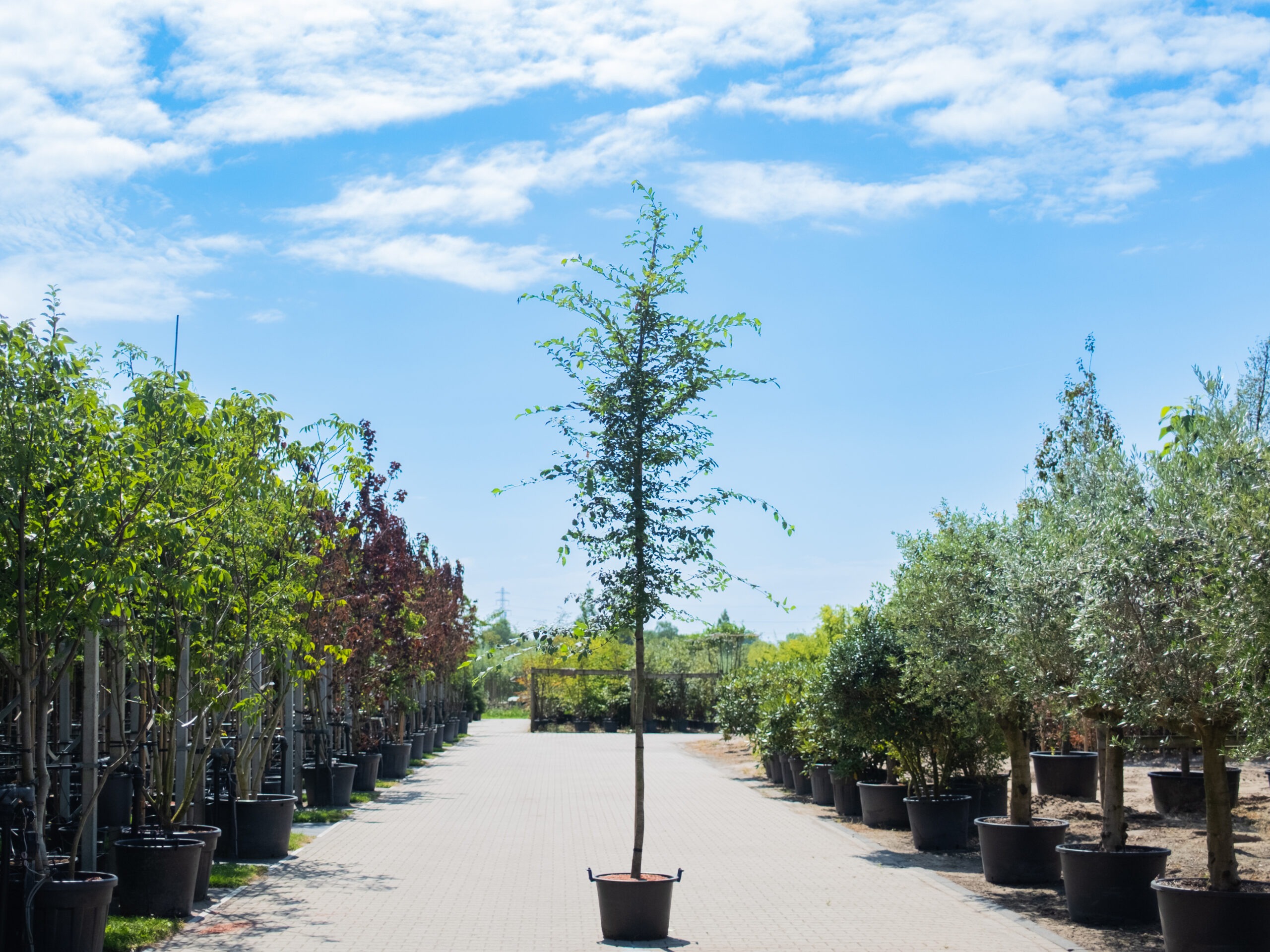 Carpinus Betulus Lucas (Haagbeuk) - Afbeelding 6