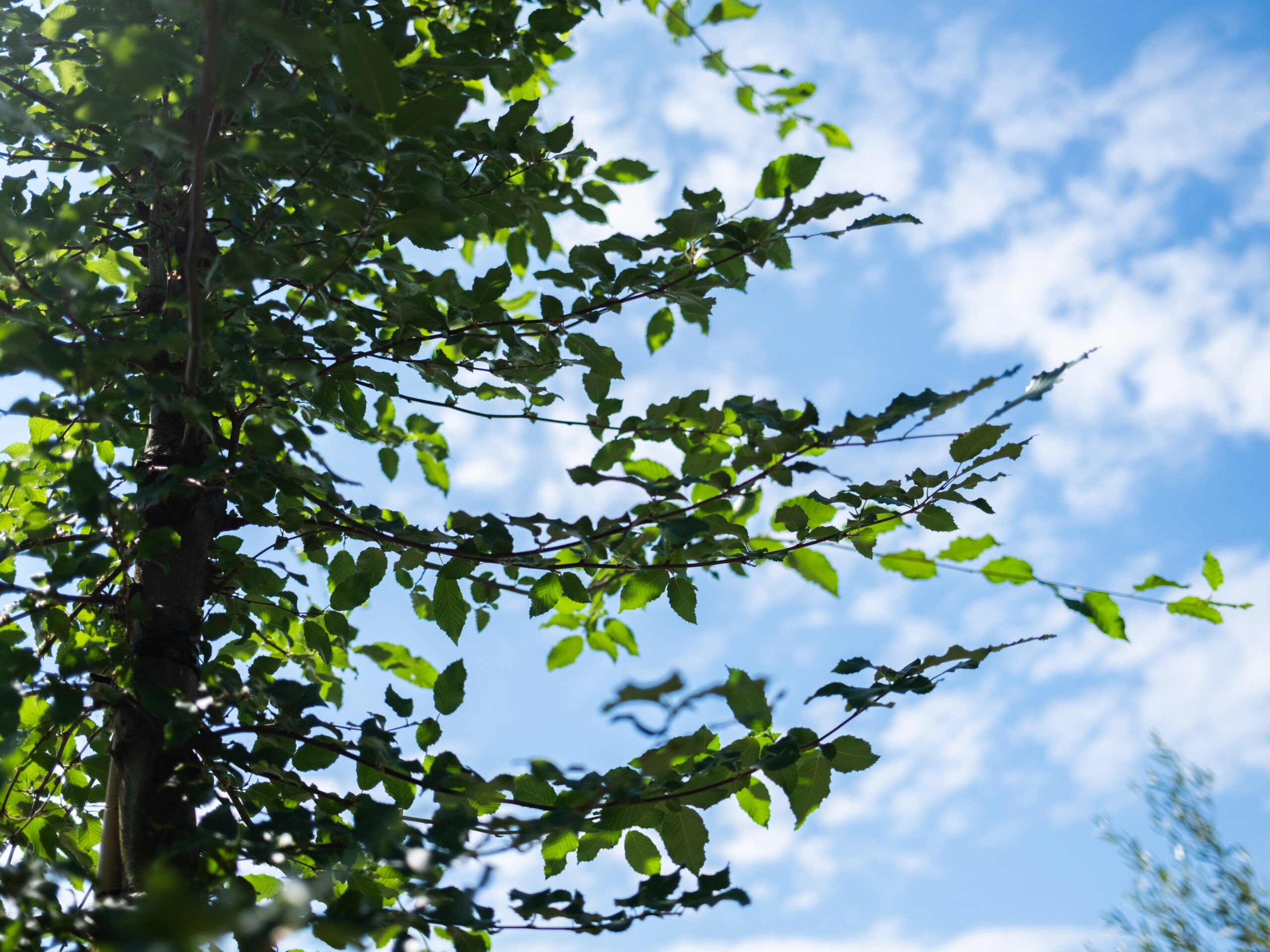 Carpinus Betulus Lucas (Haagbeuk) - Afbeelding 7