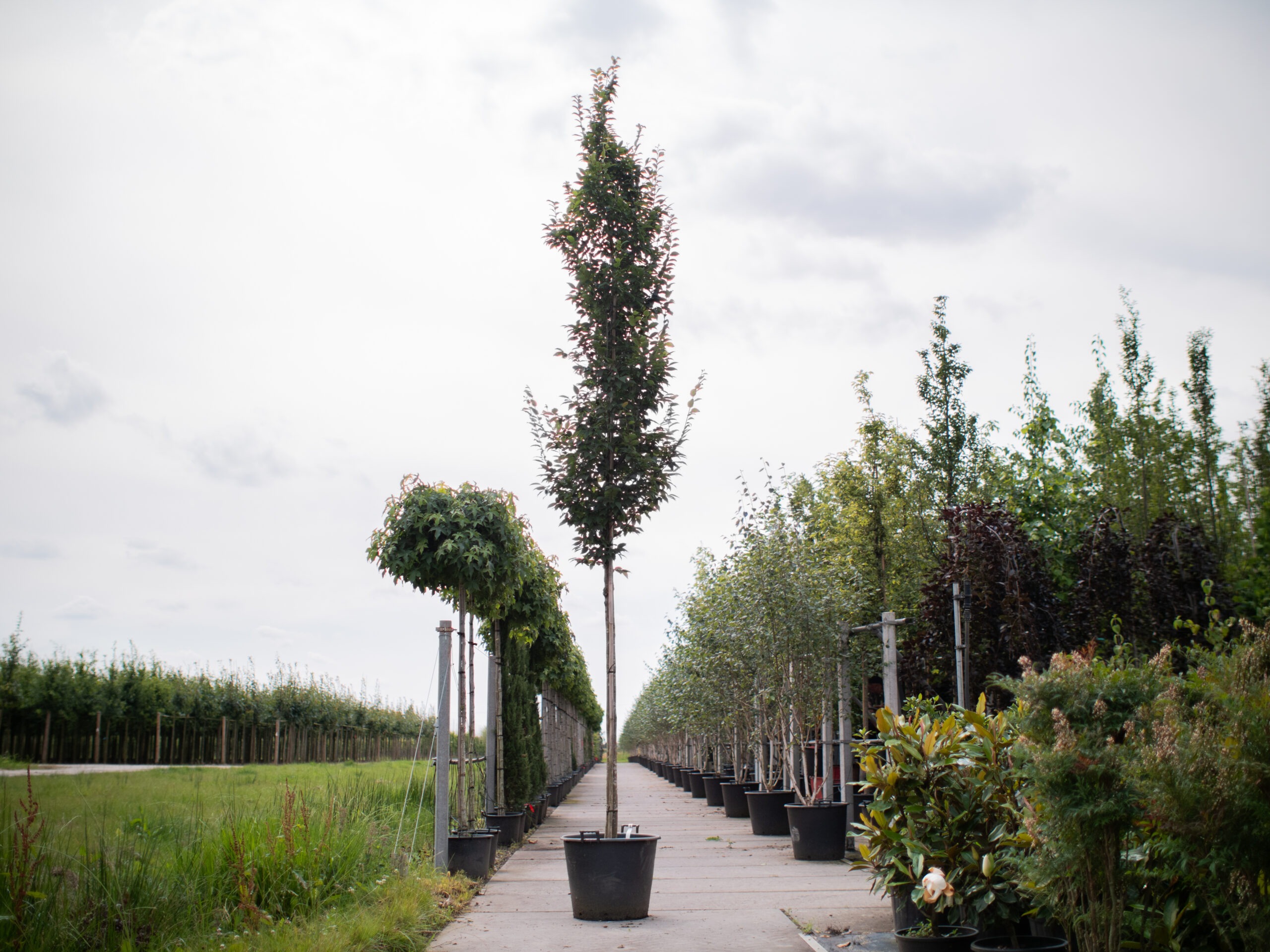 Carpinus Betulus Fastigiata zuil boom 1