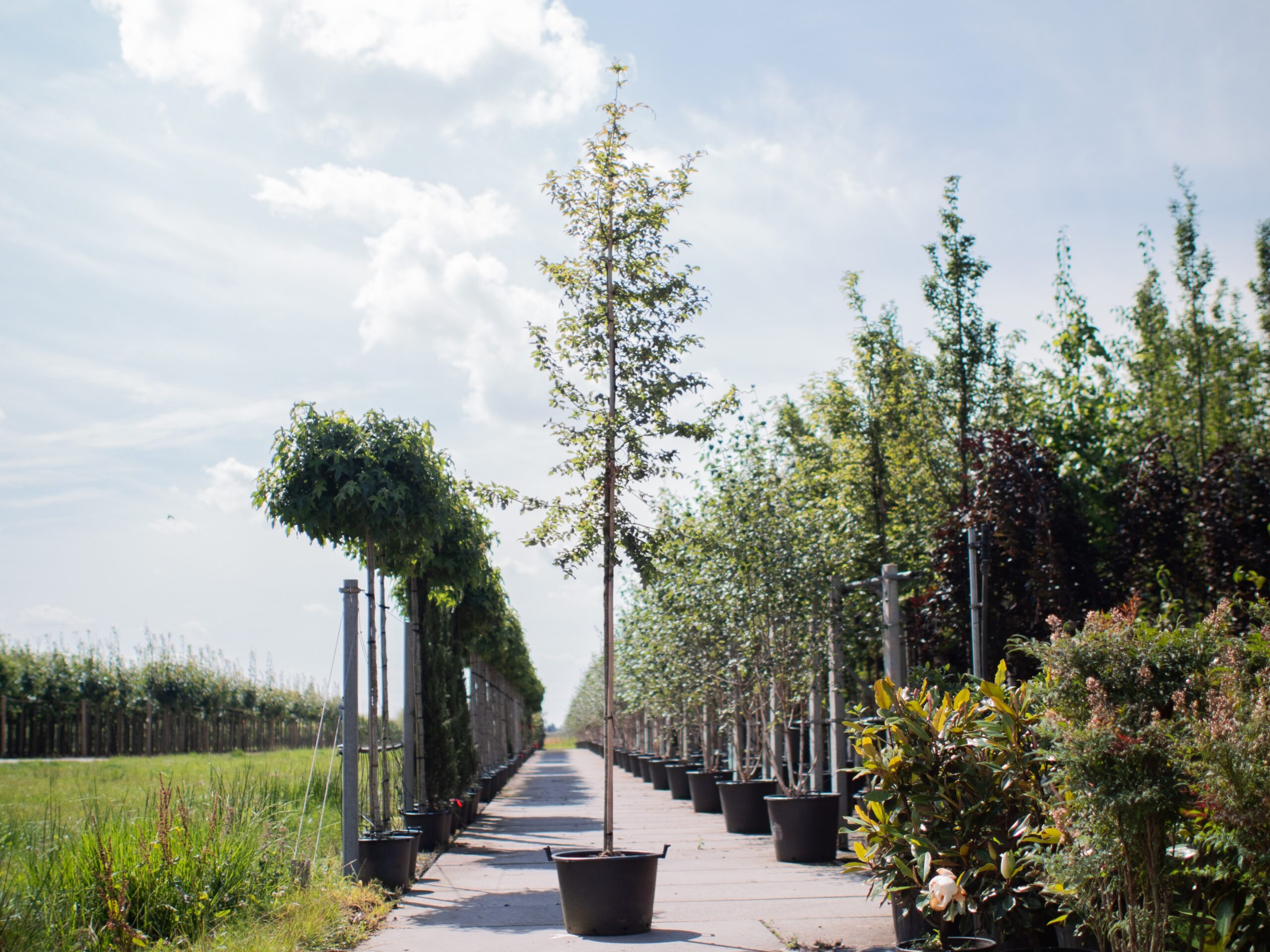 Carpinus Betulus Lucas (Haagbeuk) - Afbeelding 5