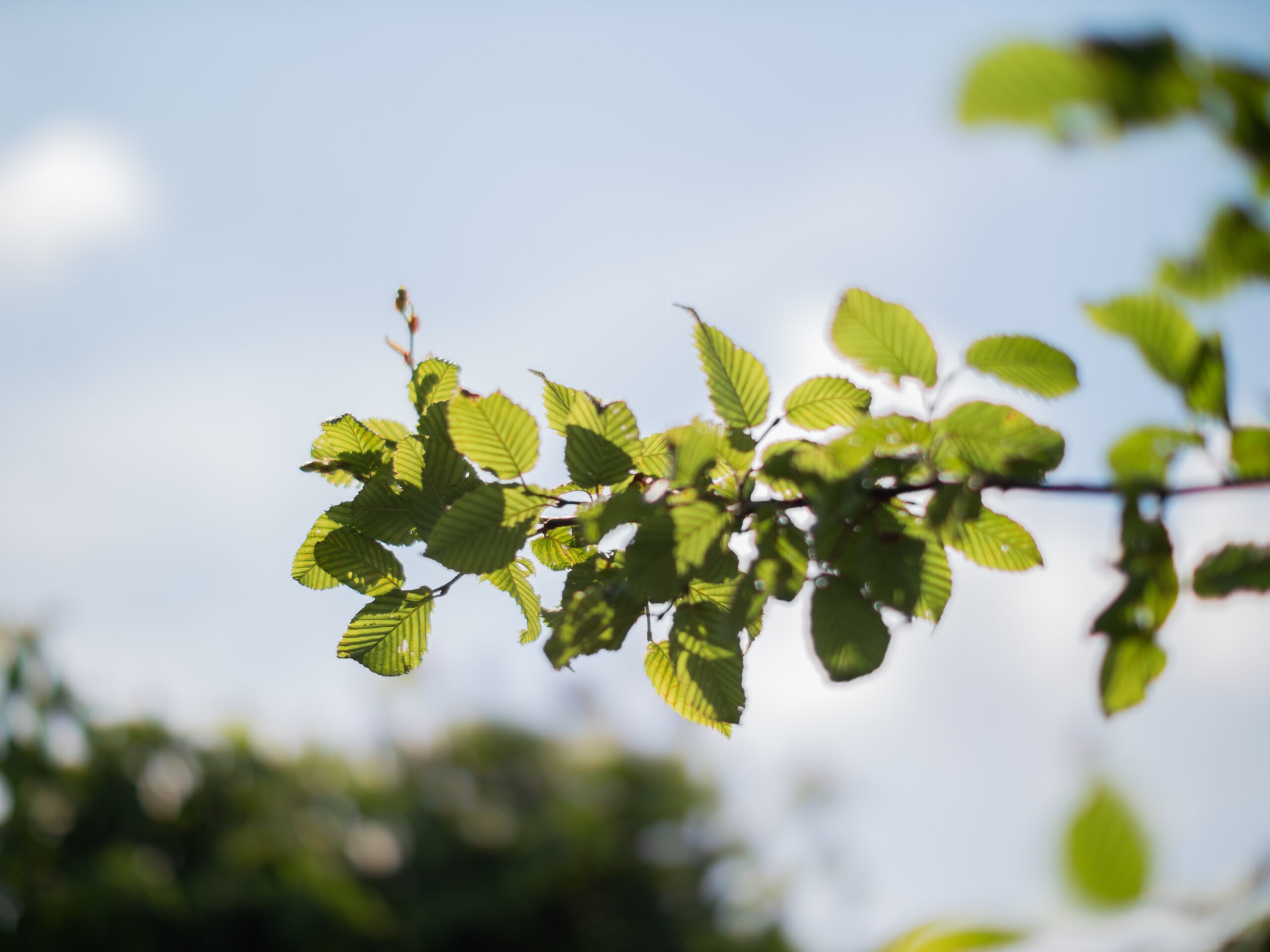 Carpinus Betulus Lucas (Haagbeuk) - Afbeelding 8