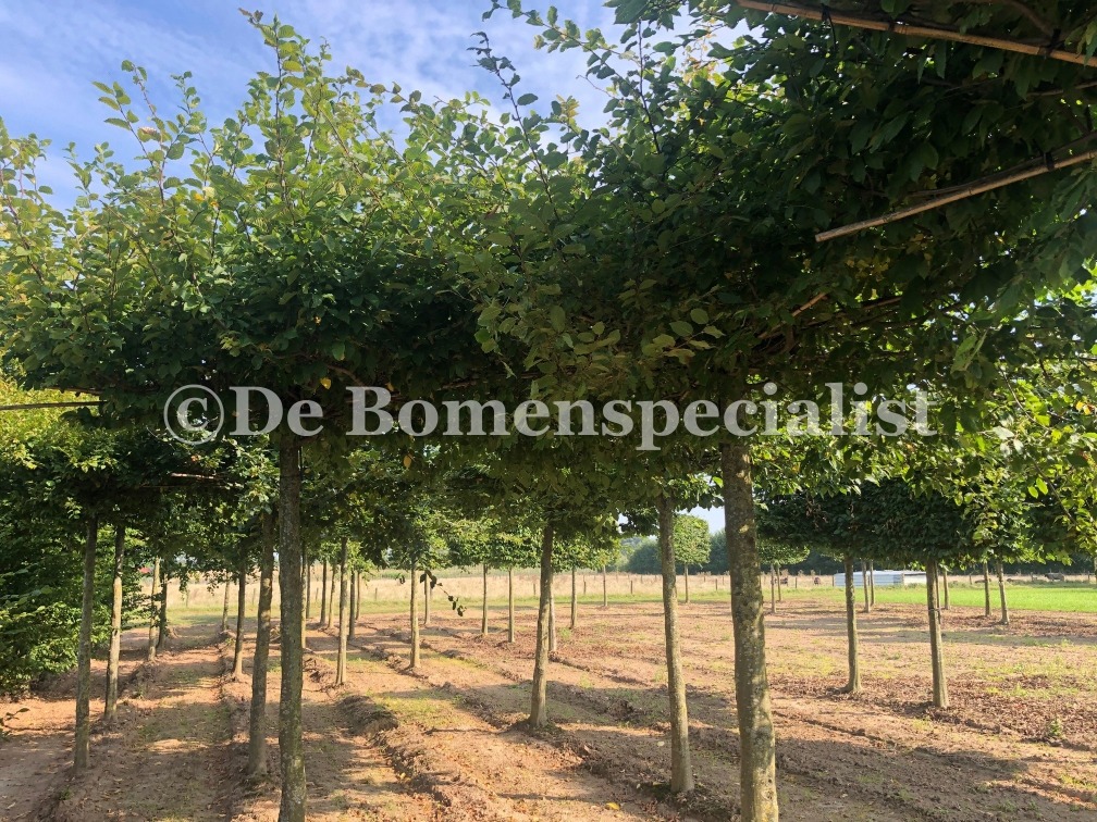 Carpinus Betulus dak zwaar o1