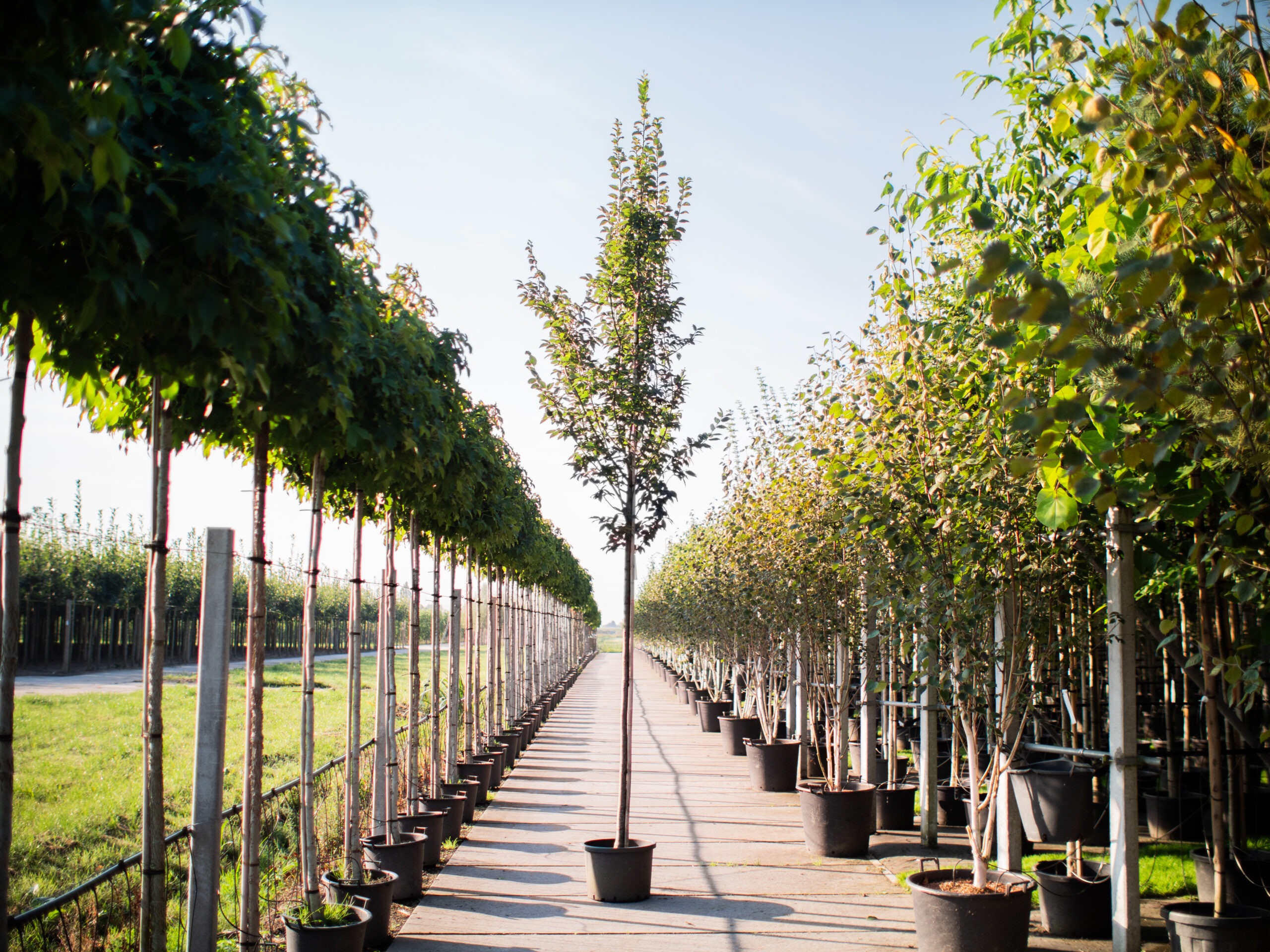 Carpinus Betulus frans fontaine zomertijd