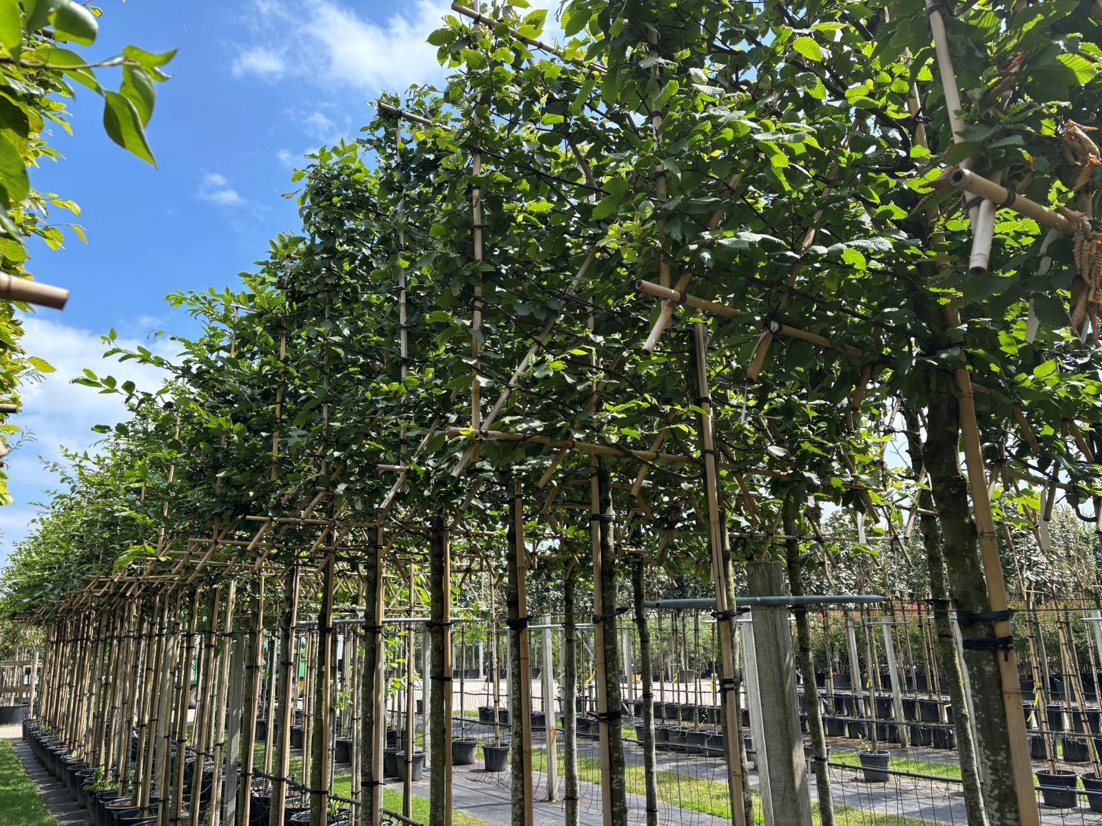 Carpinus Betulus leiboom zomer juli terrein