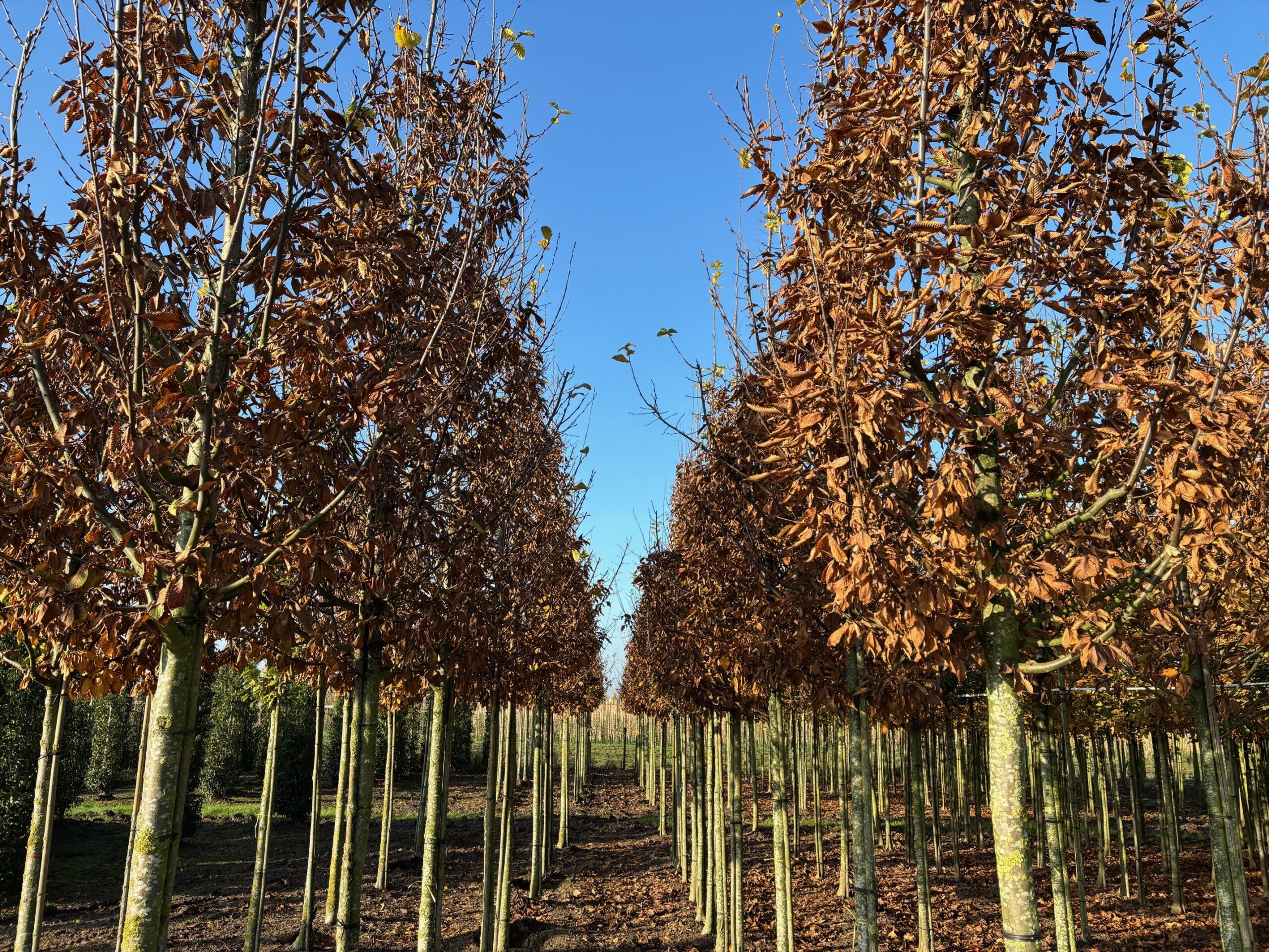 Carpinus Lucas boom kwekerij hersfst boom