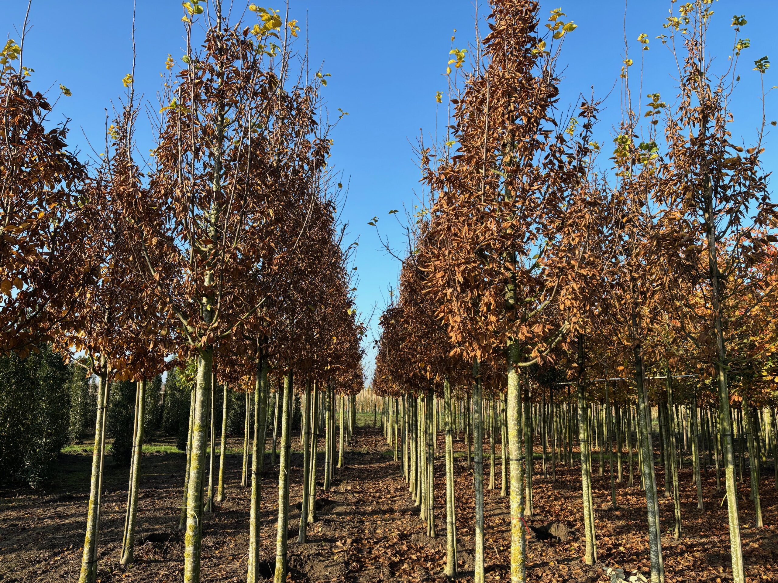 Carpinus Betulus Lucas (Haagbeuk) - Afbeelding 10