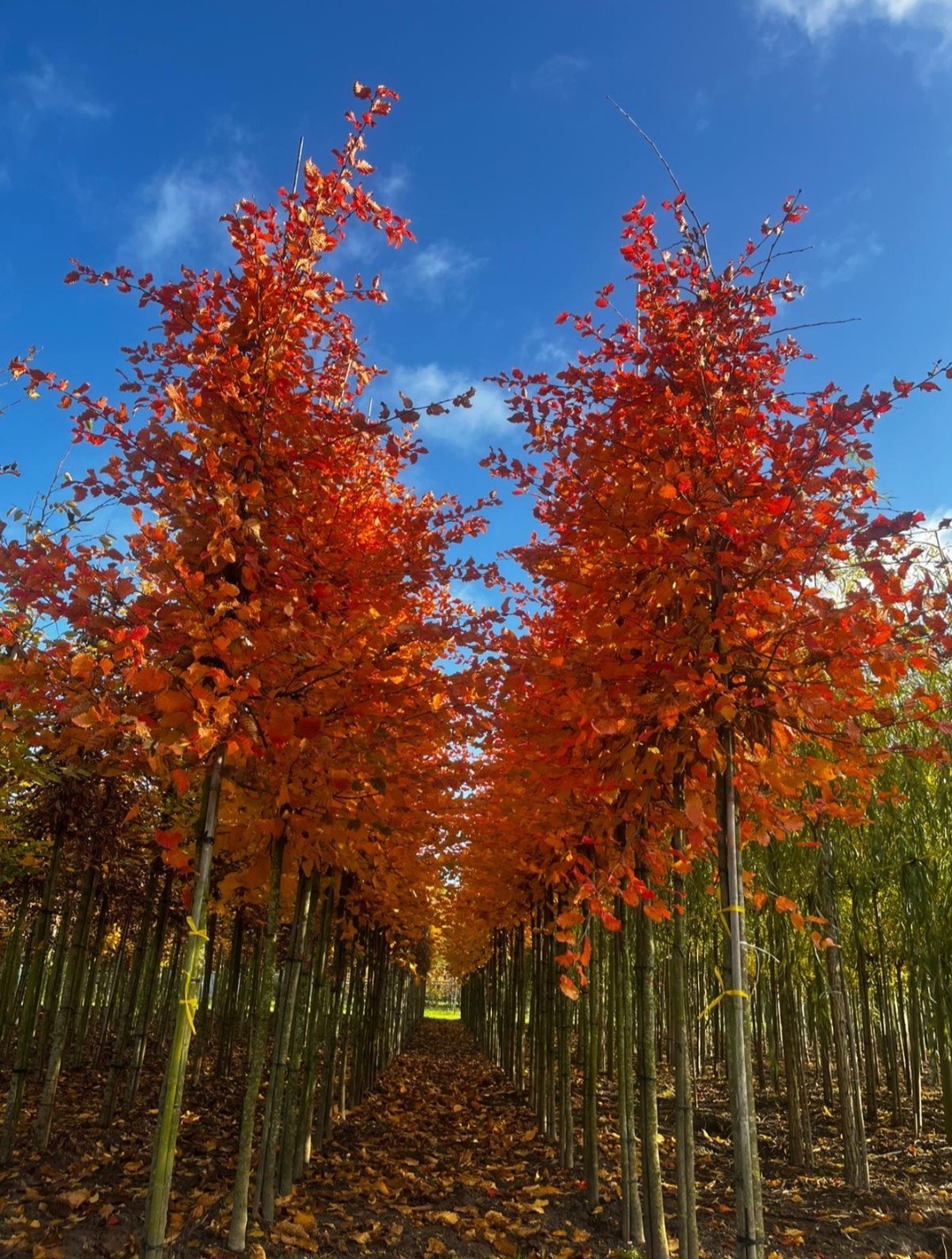 Carpinus betulus Rockhampton Red boom herfst