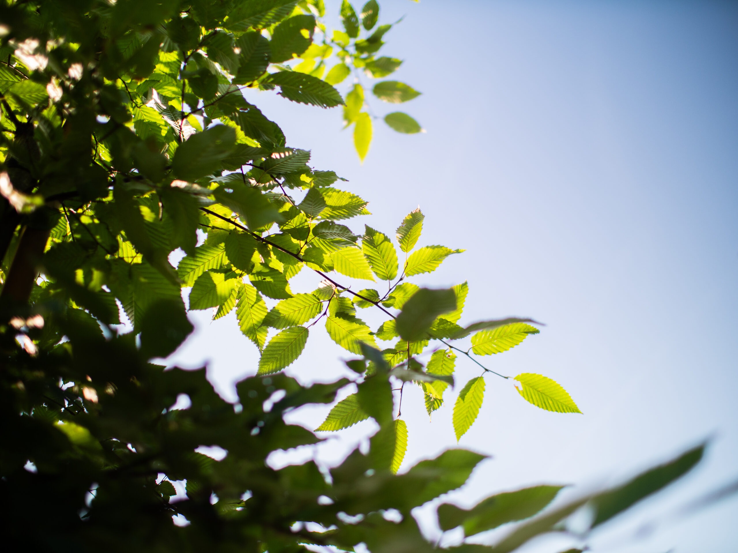 Carpinus Betulus Lucas (Haagbeuk) - Afbeelding 9