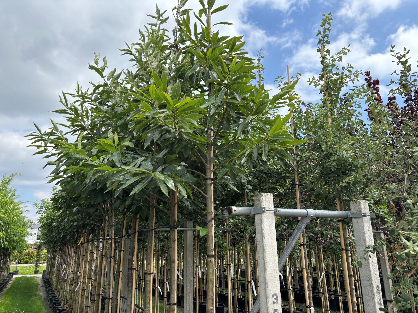 Castanea Sativa boom juli