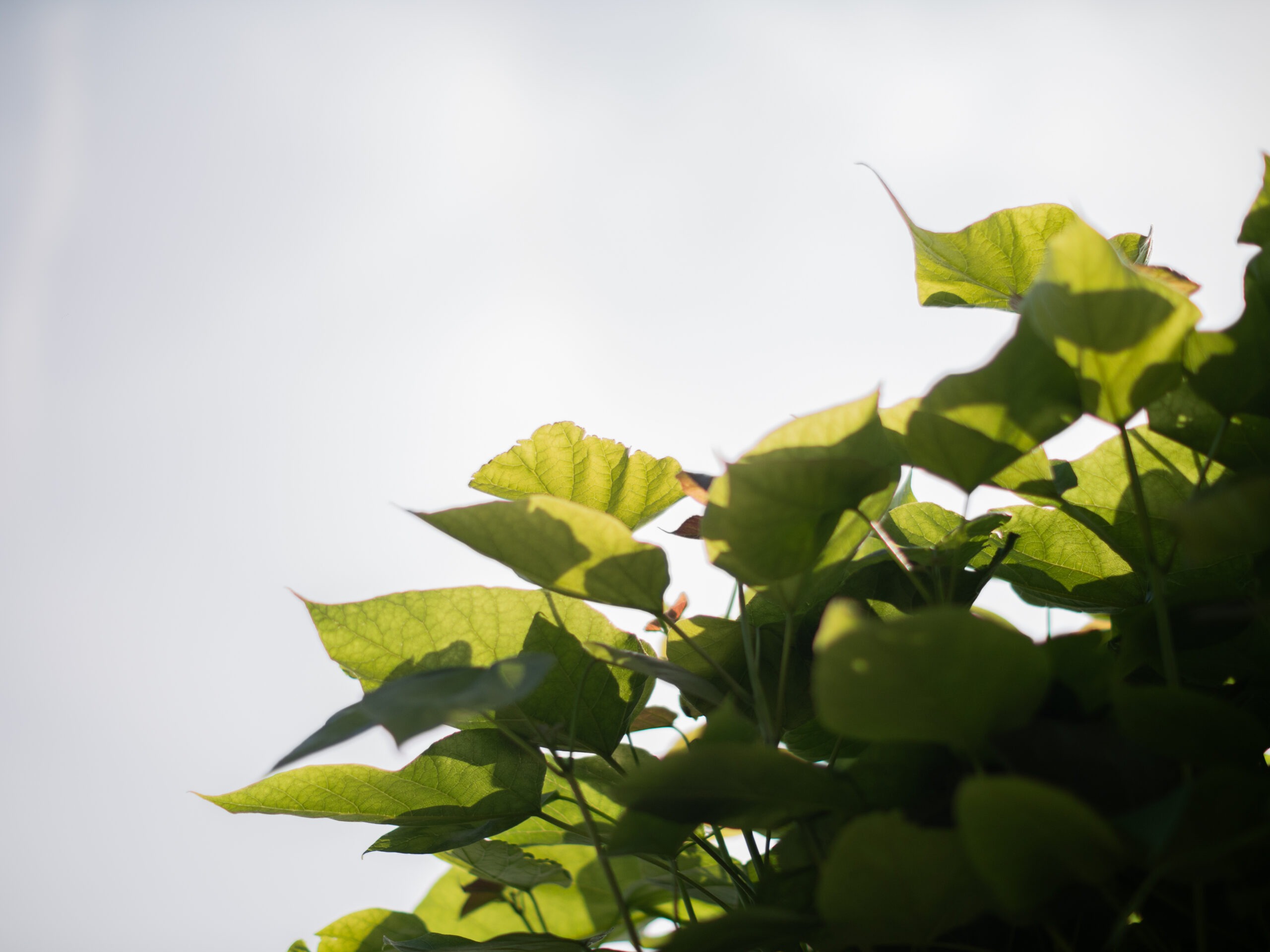 Catalpa bignonioides Nana bol 4