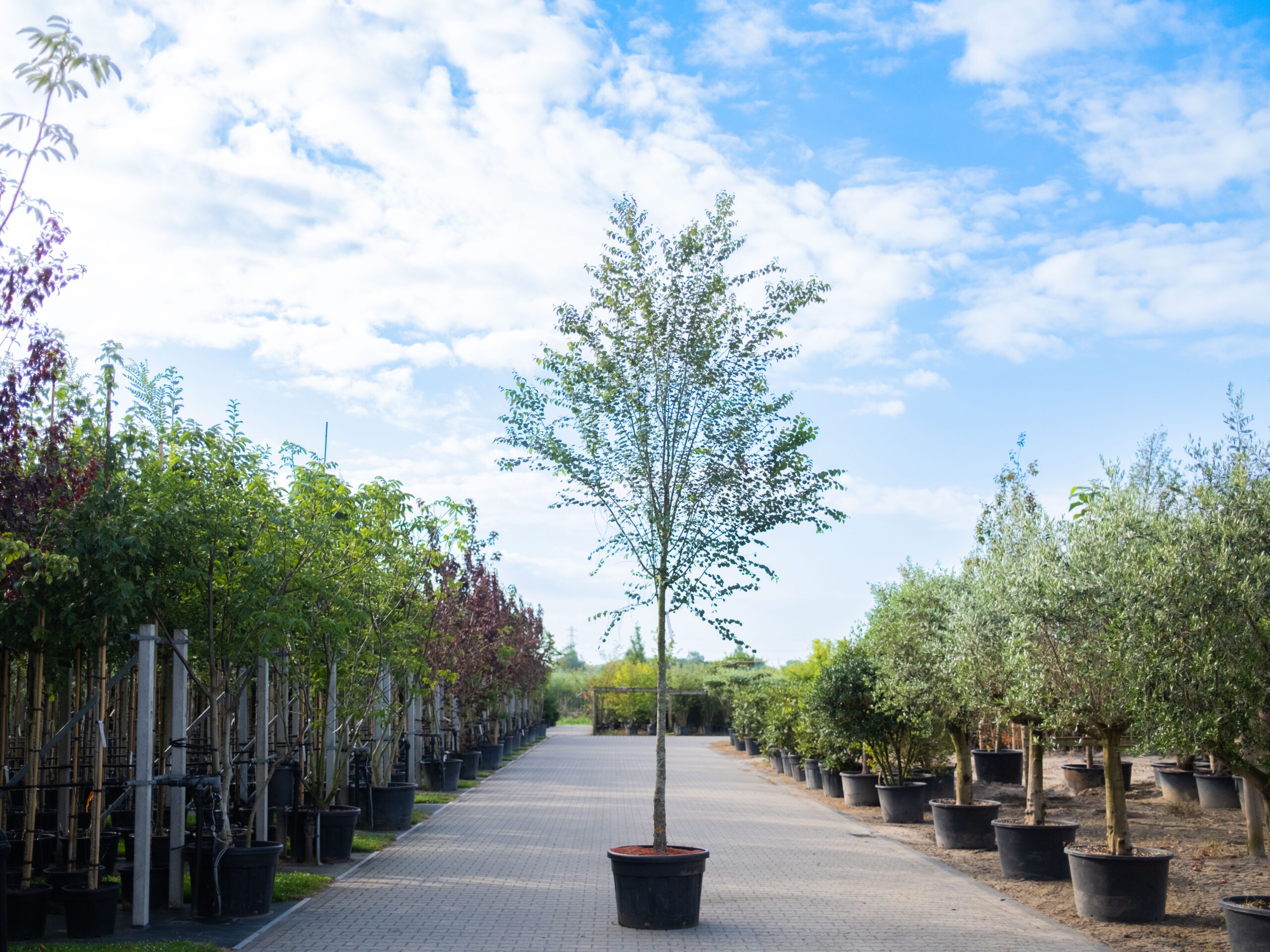 Cercidiphyllum Japonicum – juli-1