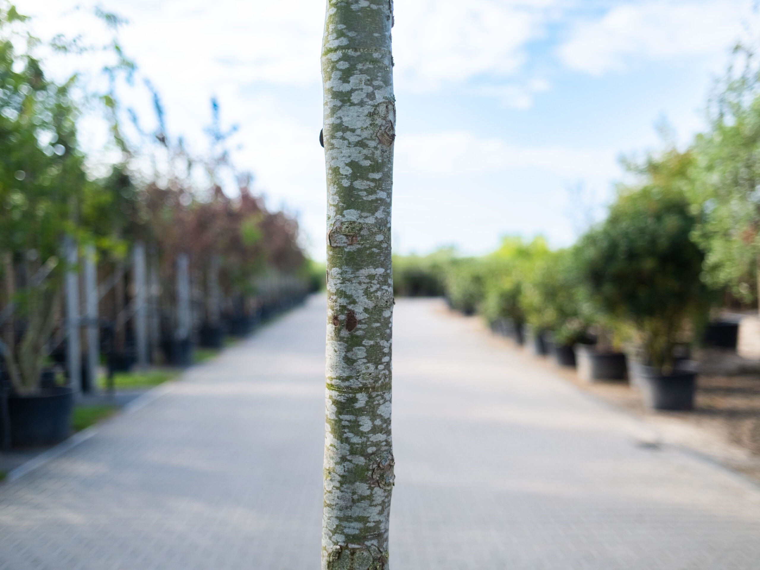 Cercidiphyllum Japonicum (Katsuraboom) - Afbeelding 3