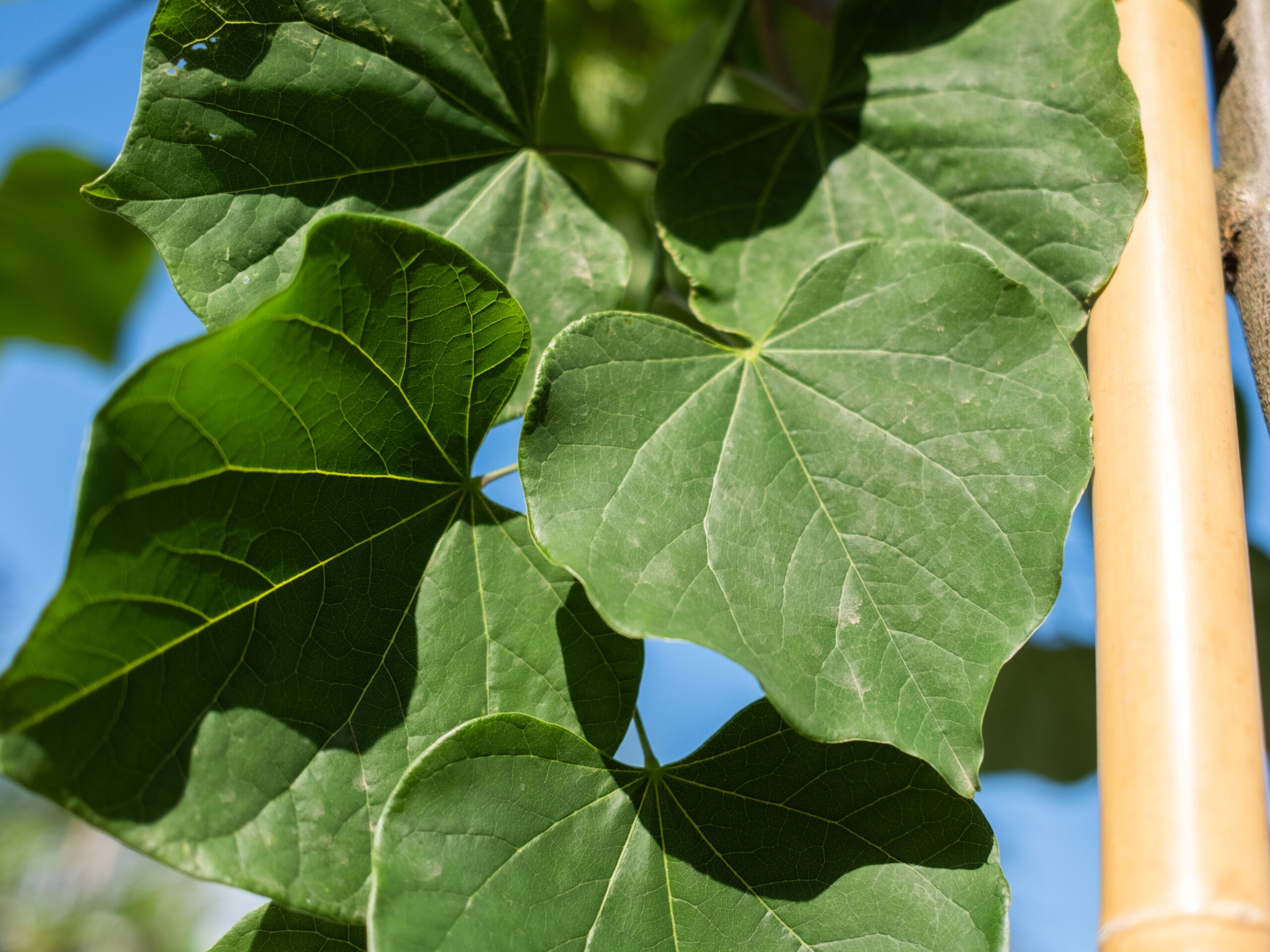 Cercis Canadensis (Judasboom) - Afbeelding 7