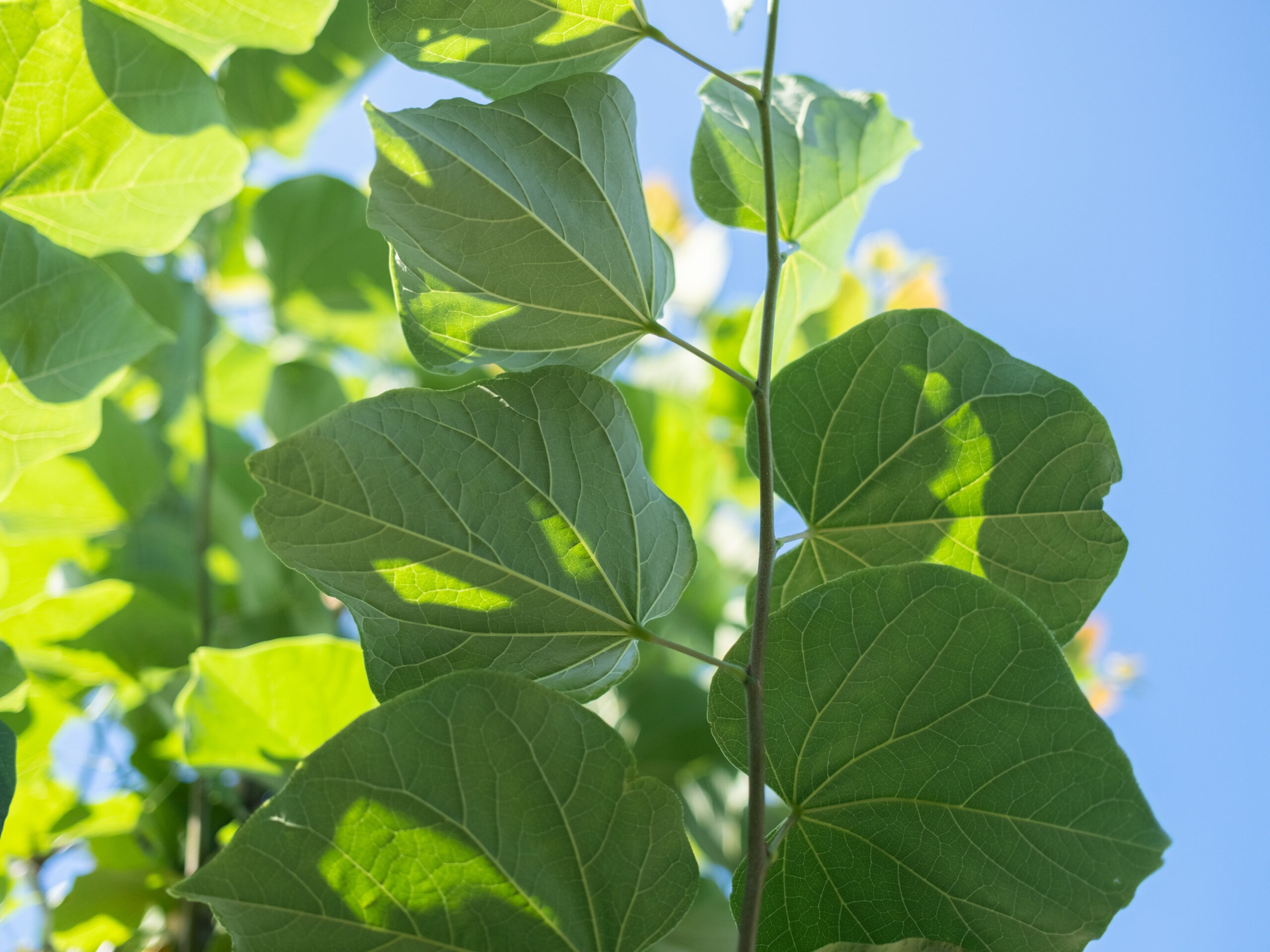 Cercis Canadensis (Judasboom) - Afbeelding 3
