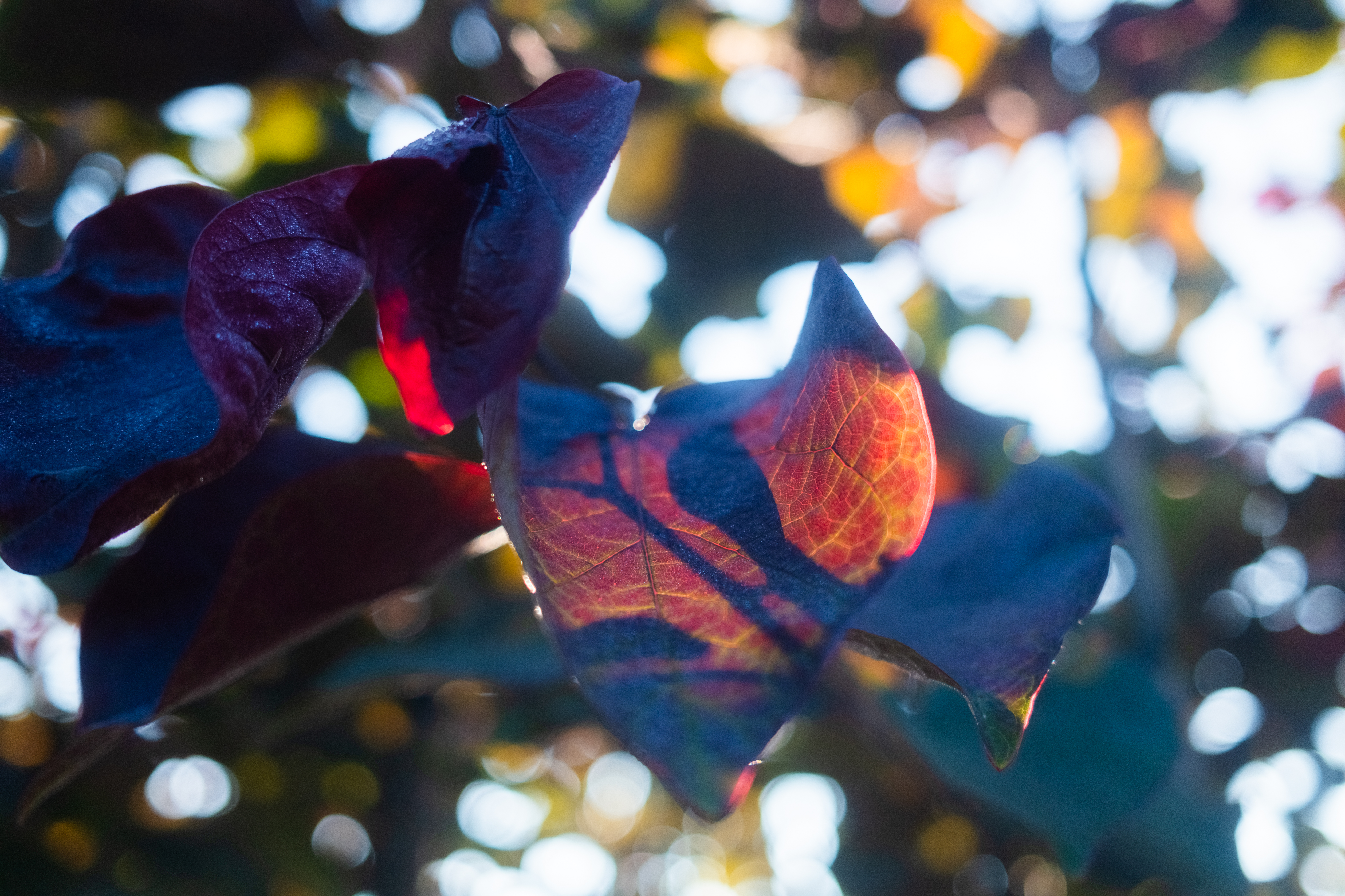 Cercis Canadensis Forest Pansy – 6okt – 5