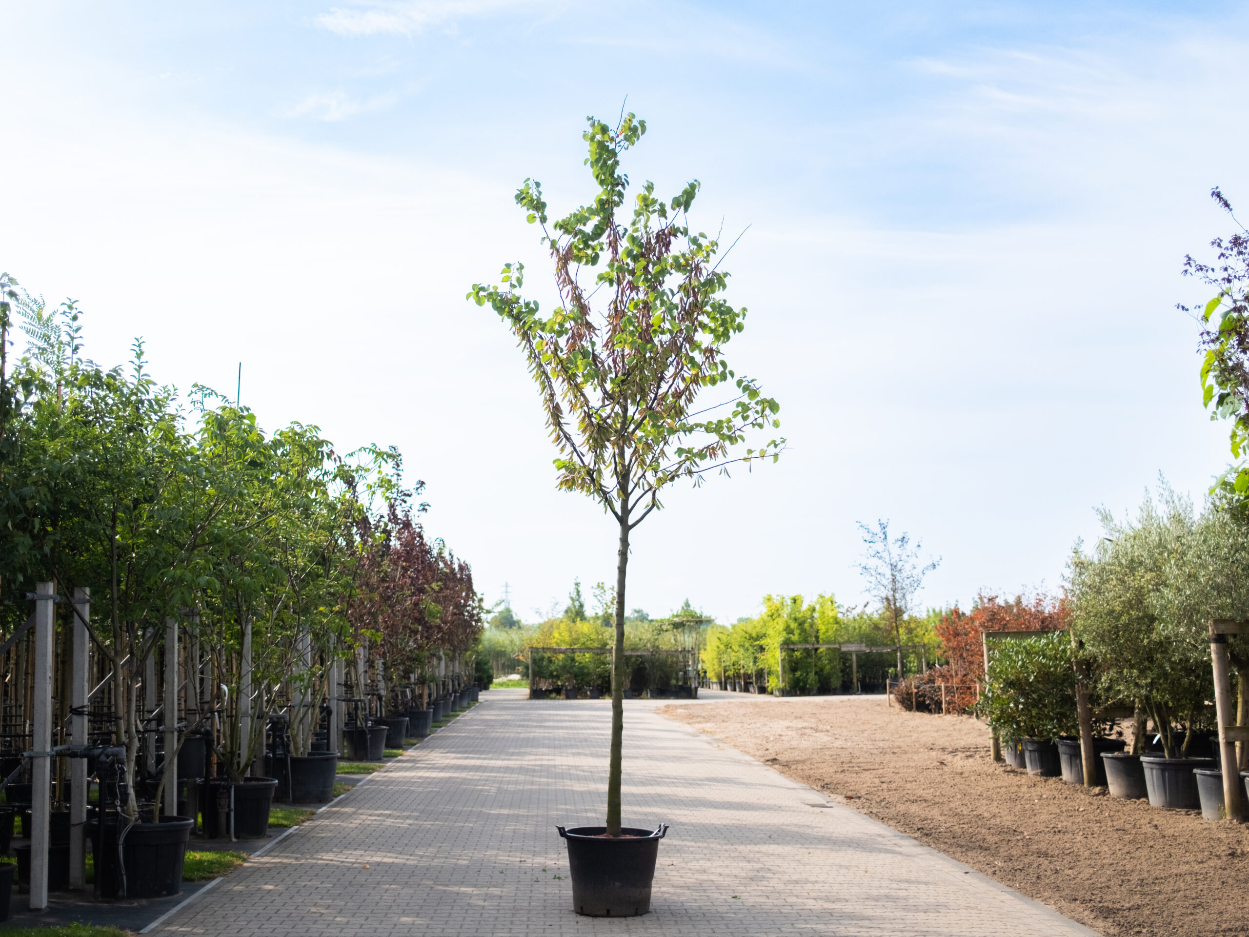 Cercis Siliquastrum-1